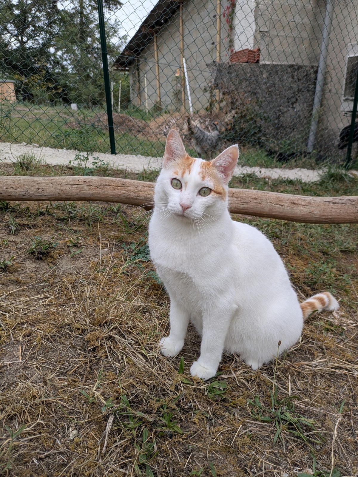 Adoption Biobie
