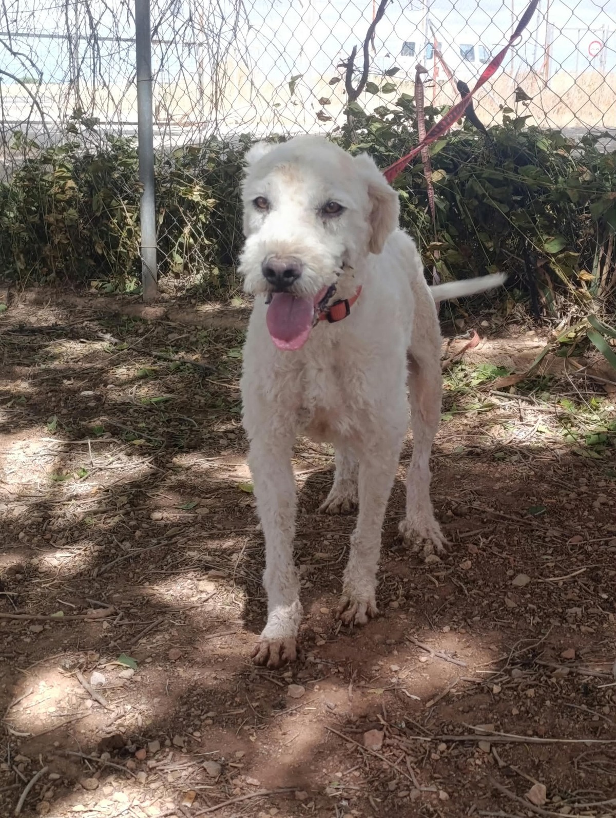 Adoption Toby
