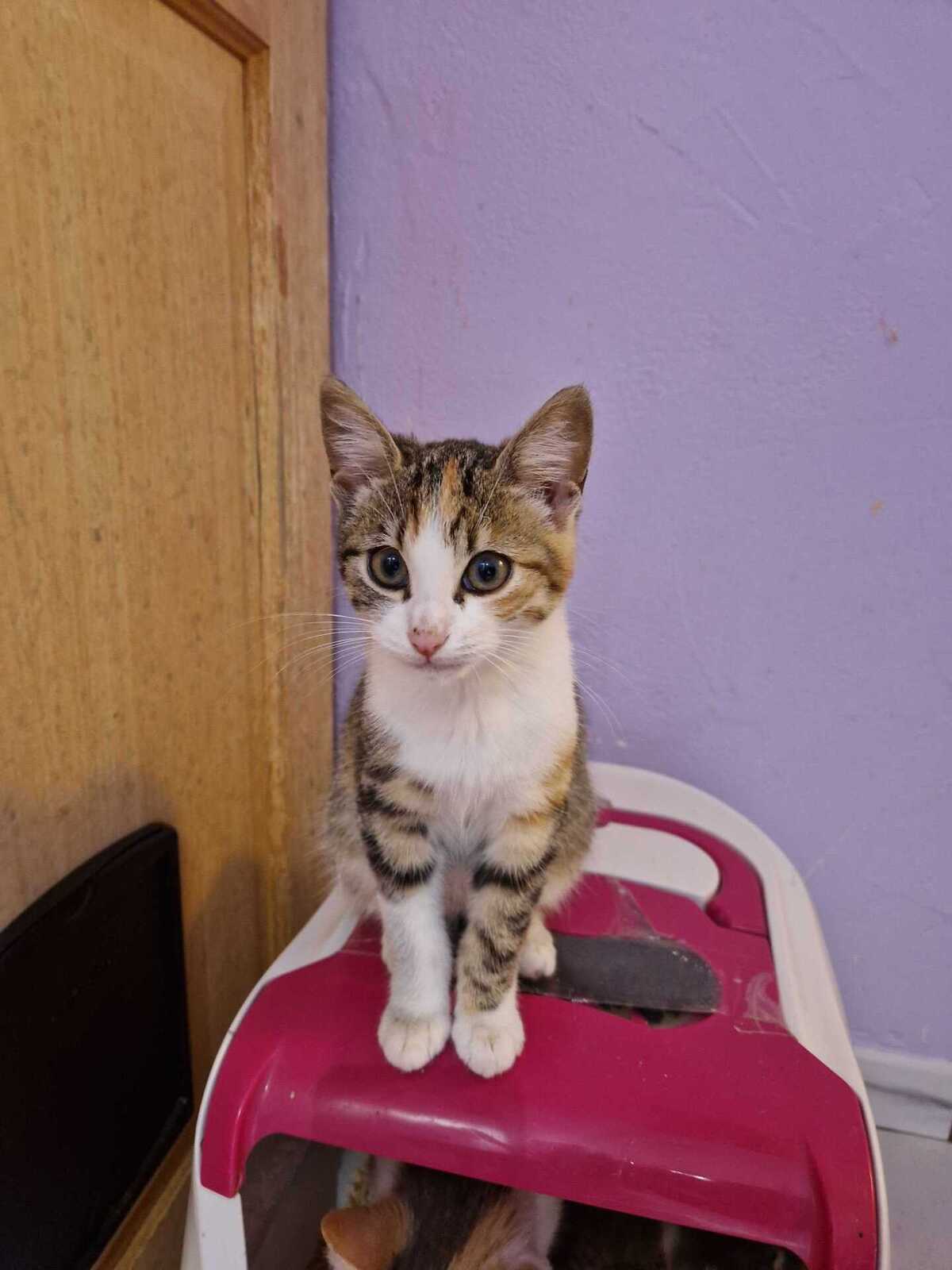 Adoption Belle