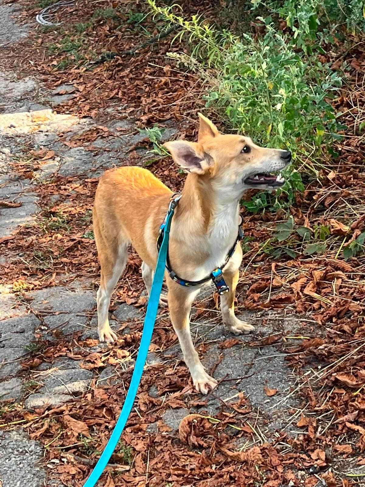 Adoption Stasia