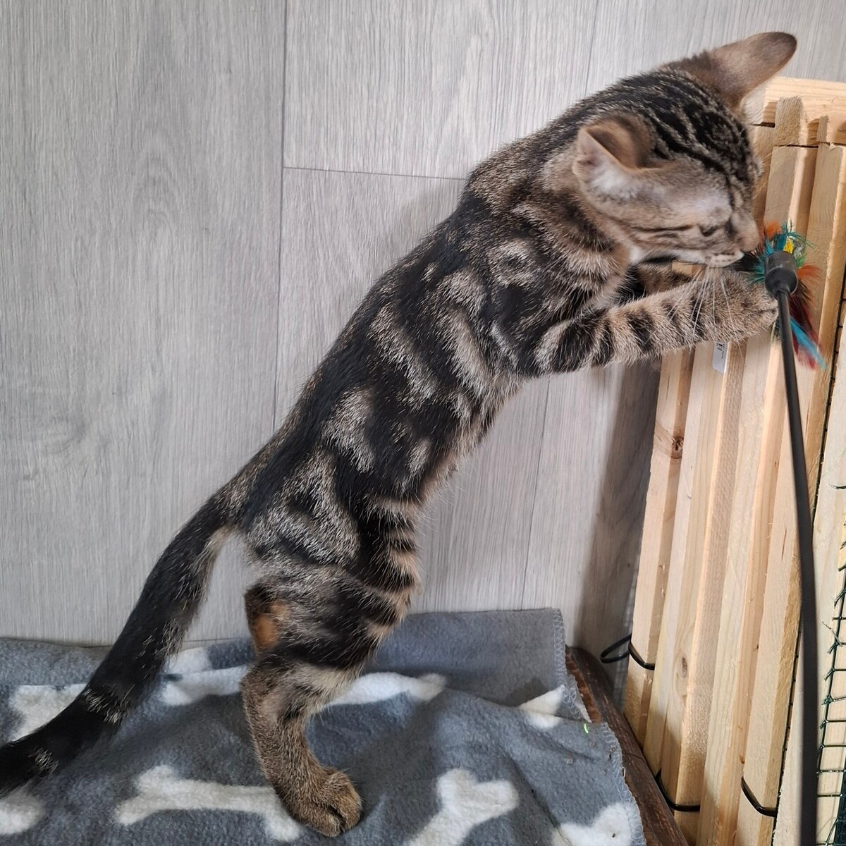 Adoption BRYO