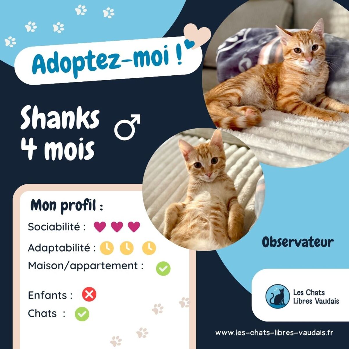 Adoption Shanks