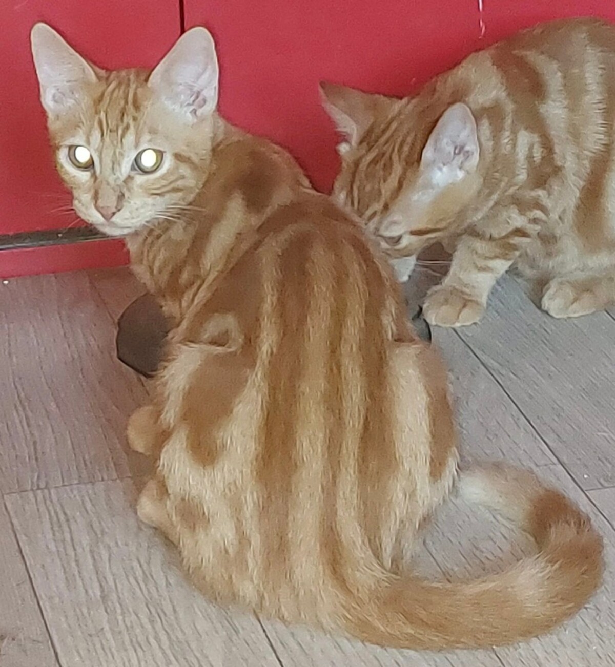 Adoption Bifidus