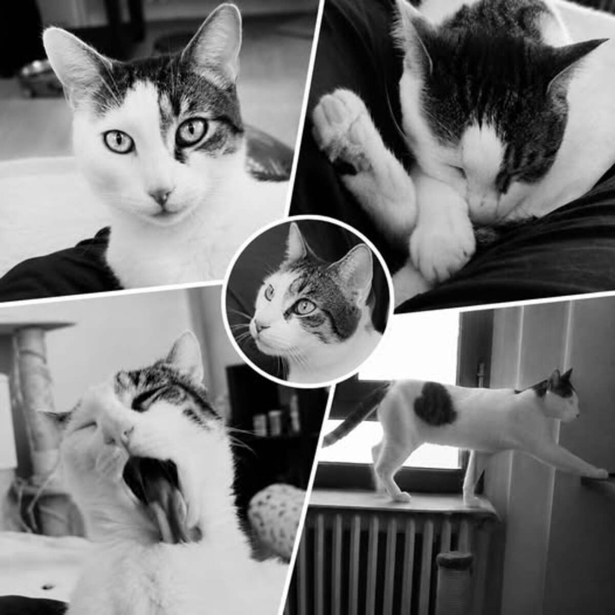 Adoption Floki