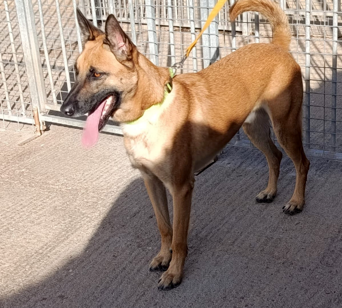 Adoption Ares