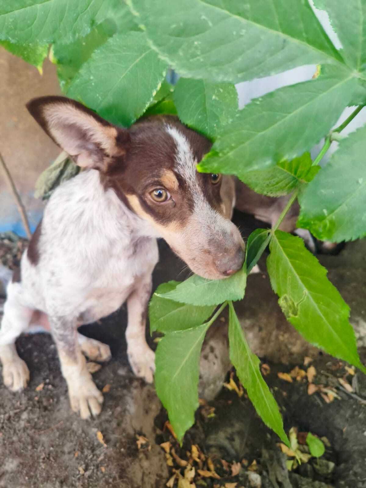 Adoption Milo