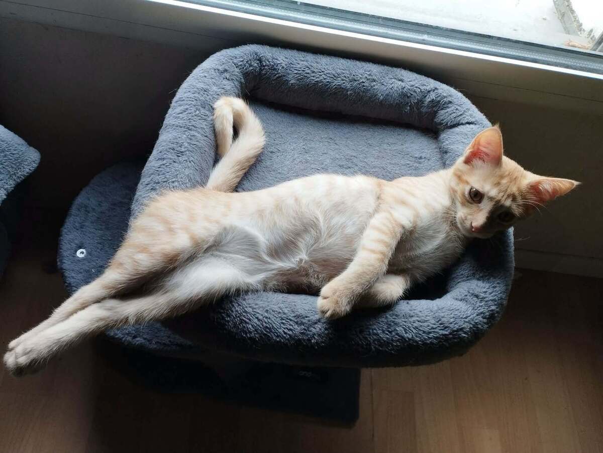 Adoption BRETZEL