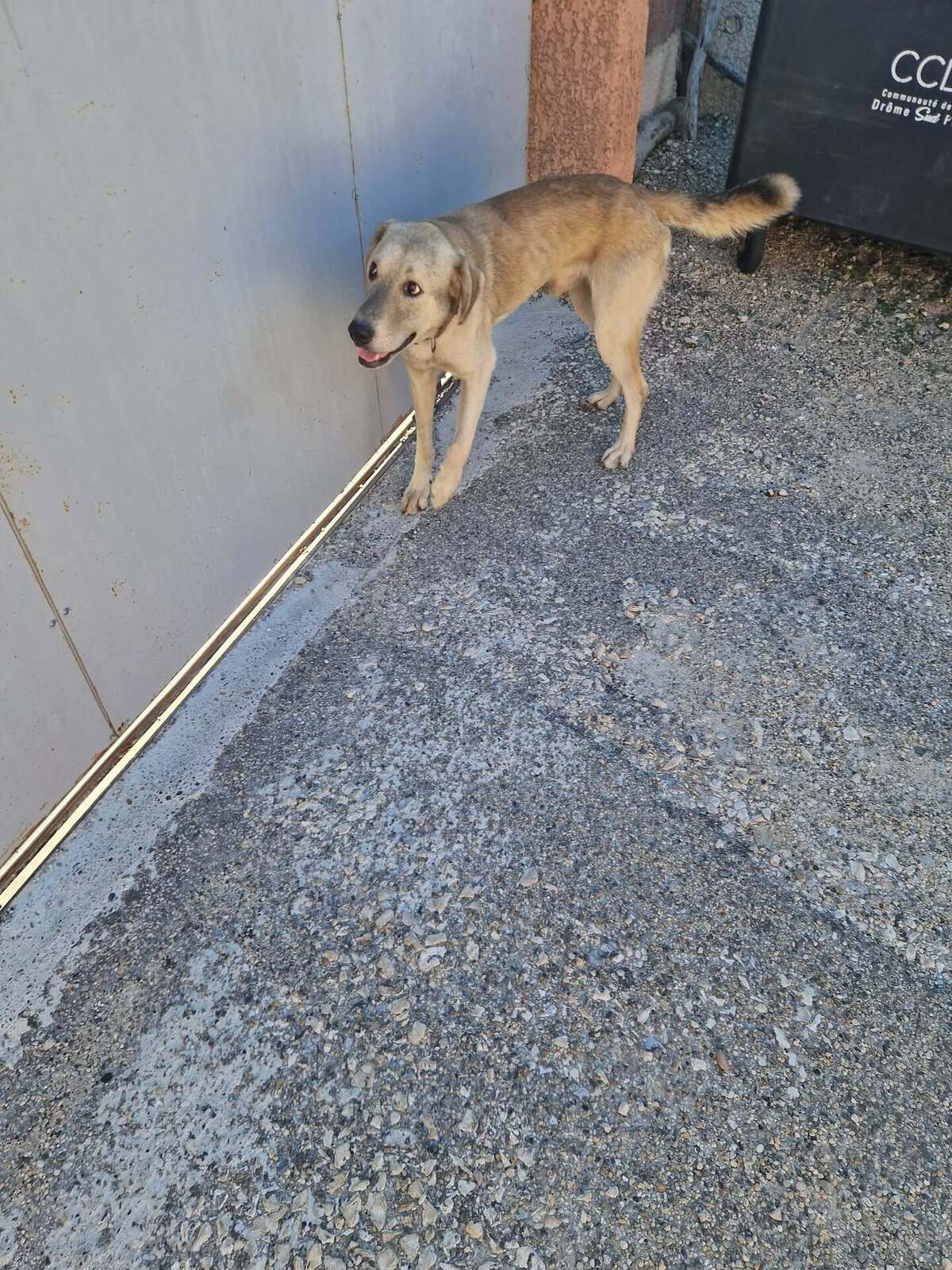 Adoption Alfred
