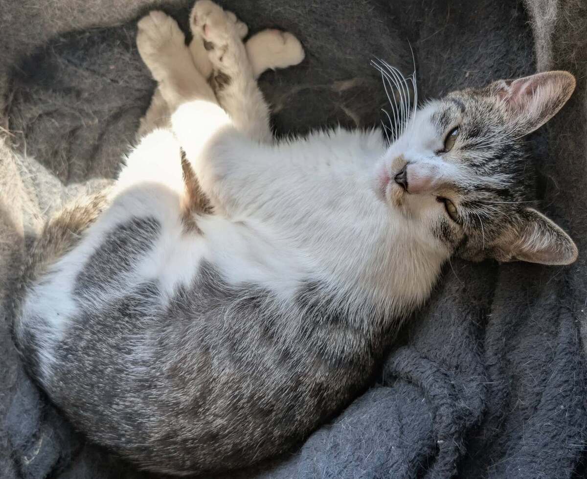 Adoption Louisa
