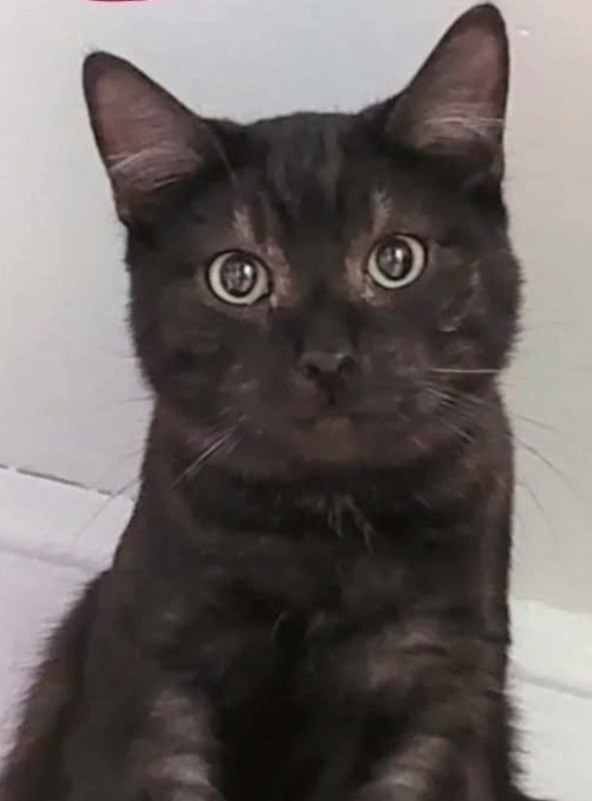 Adoption Rio