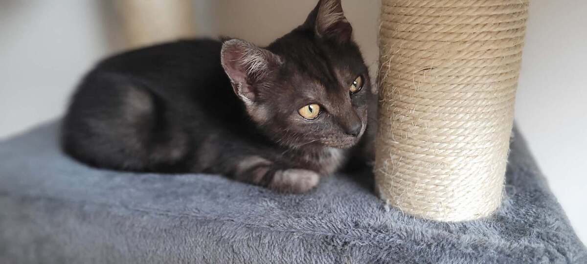 Adoption Balzac