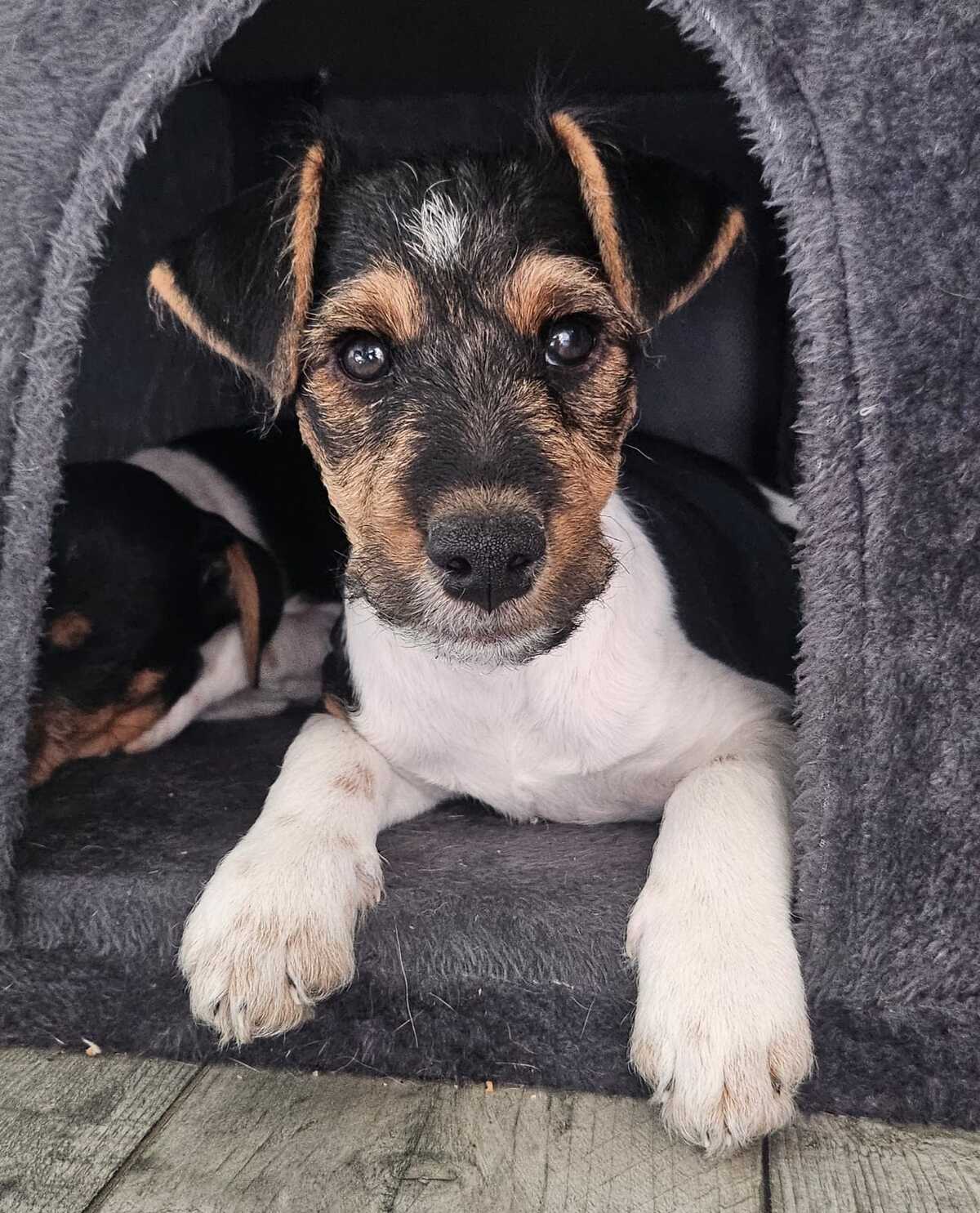 Adoption Orion