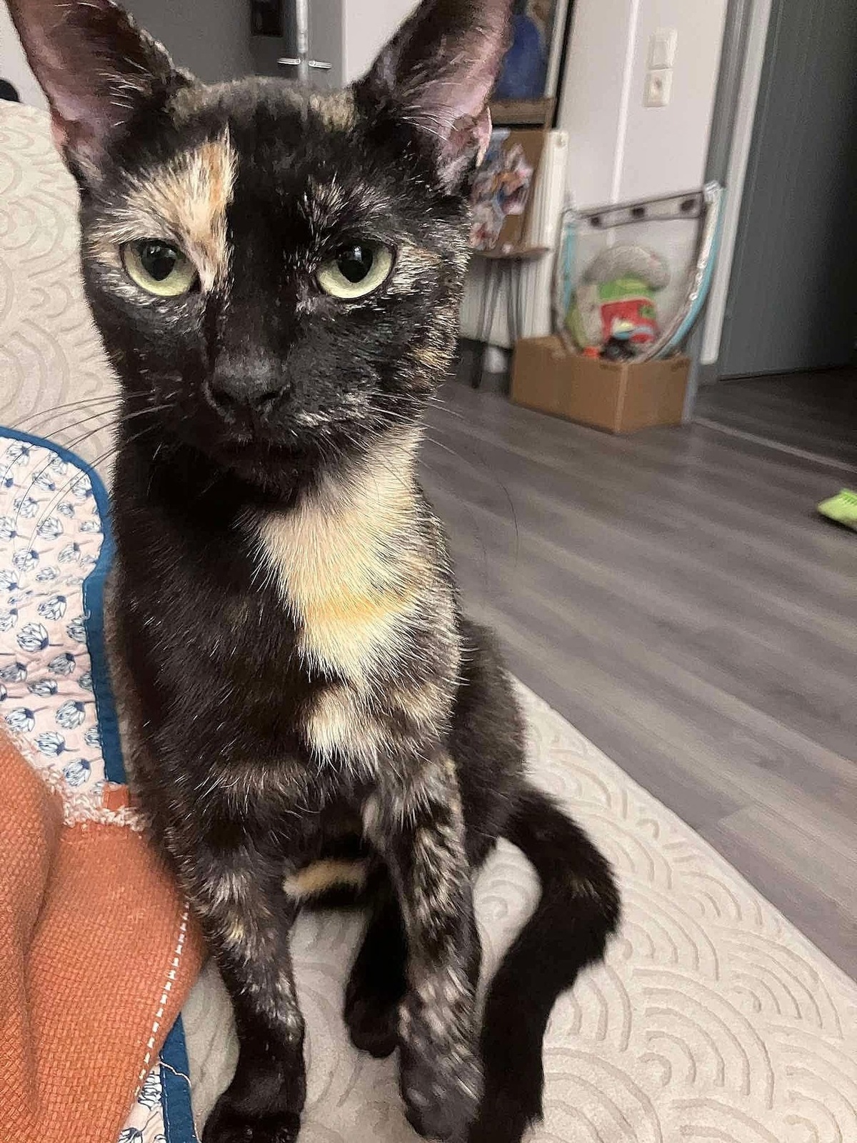 Adoption Babette