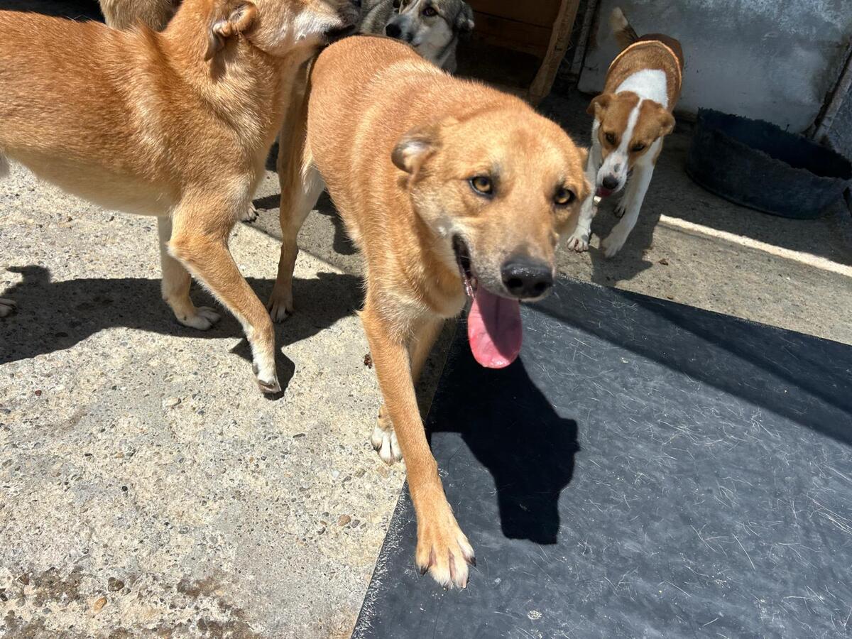 Adoption Track