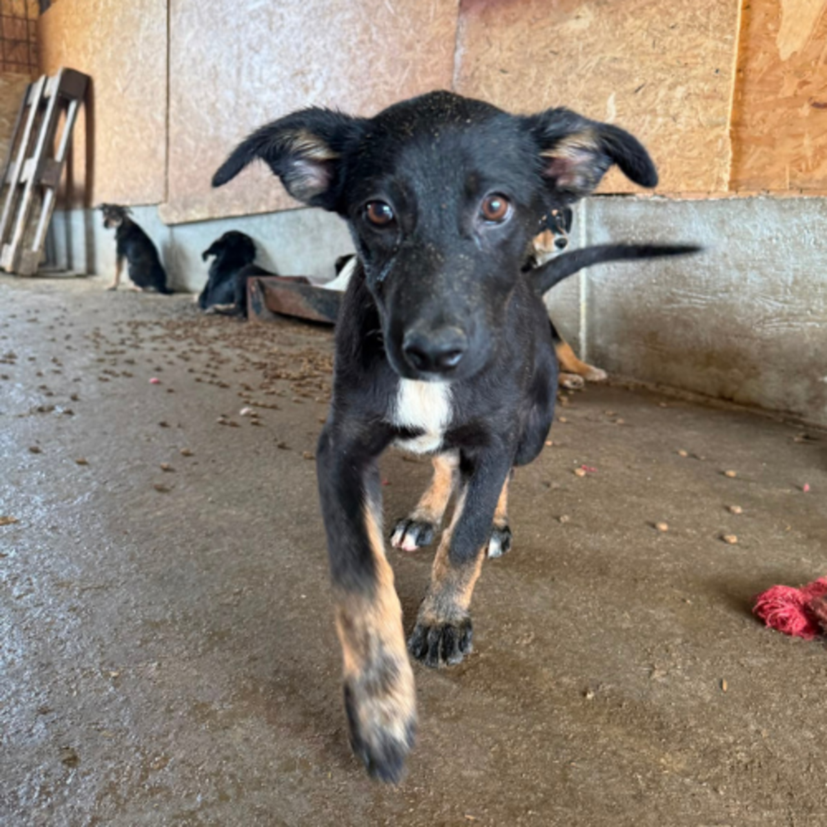 Adoption OYA