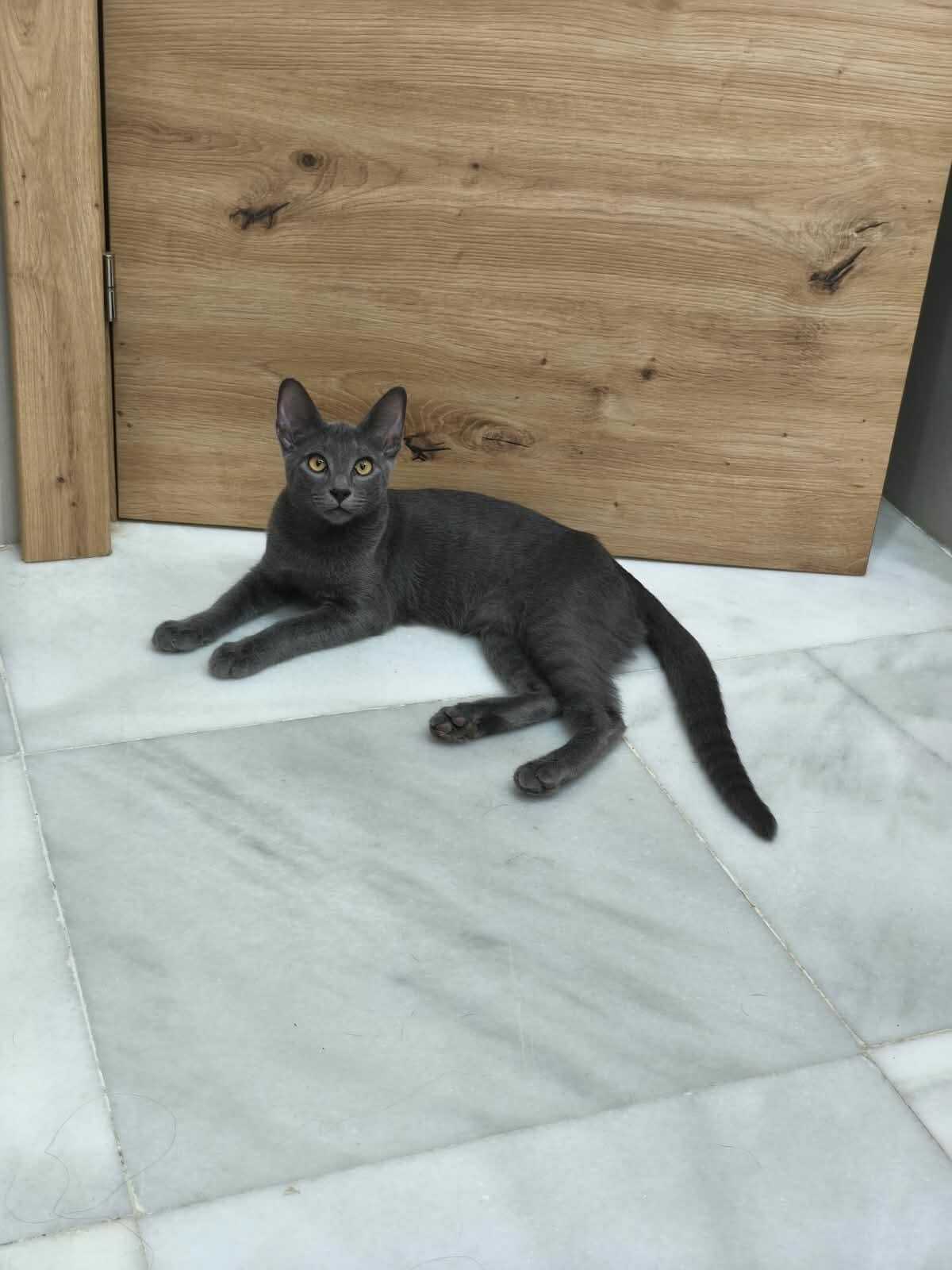 Adoption Nube