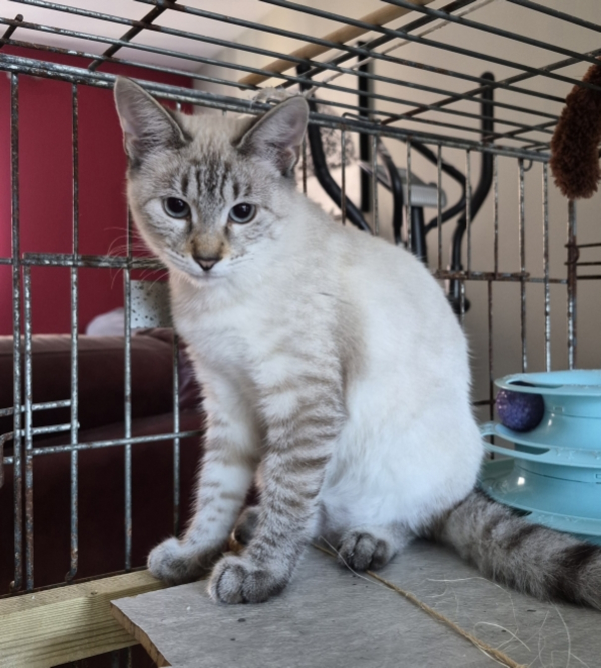 Adoption Banjo