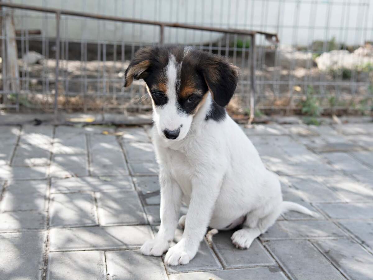Adoption Irene