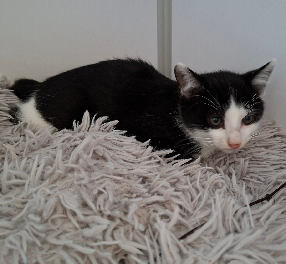 Adoption Bagdad