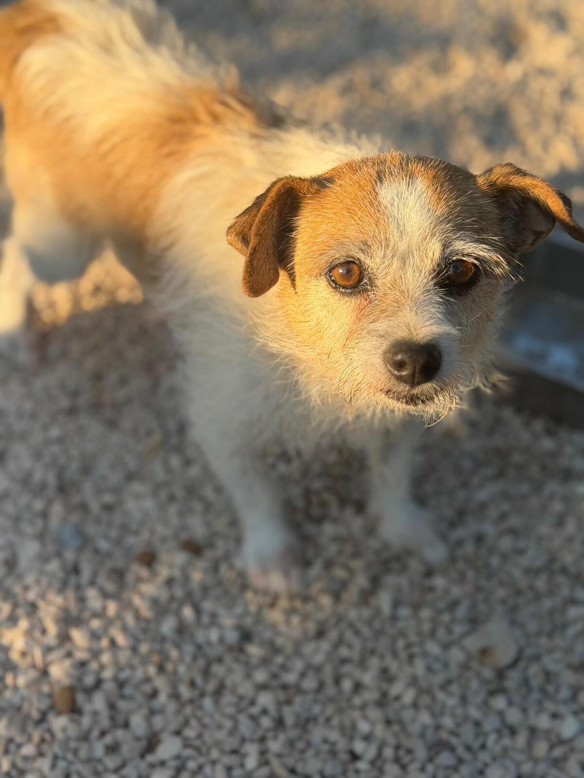 Adoption Pitufa