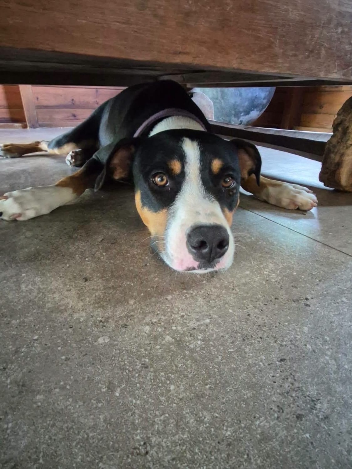 Adoption Lucky