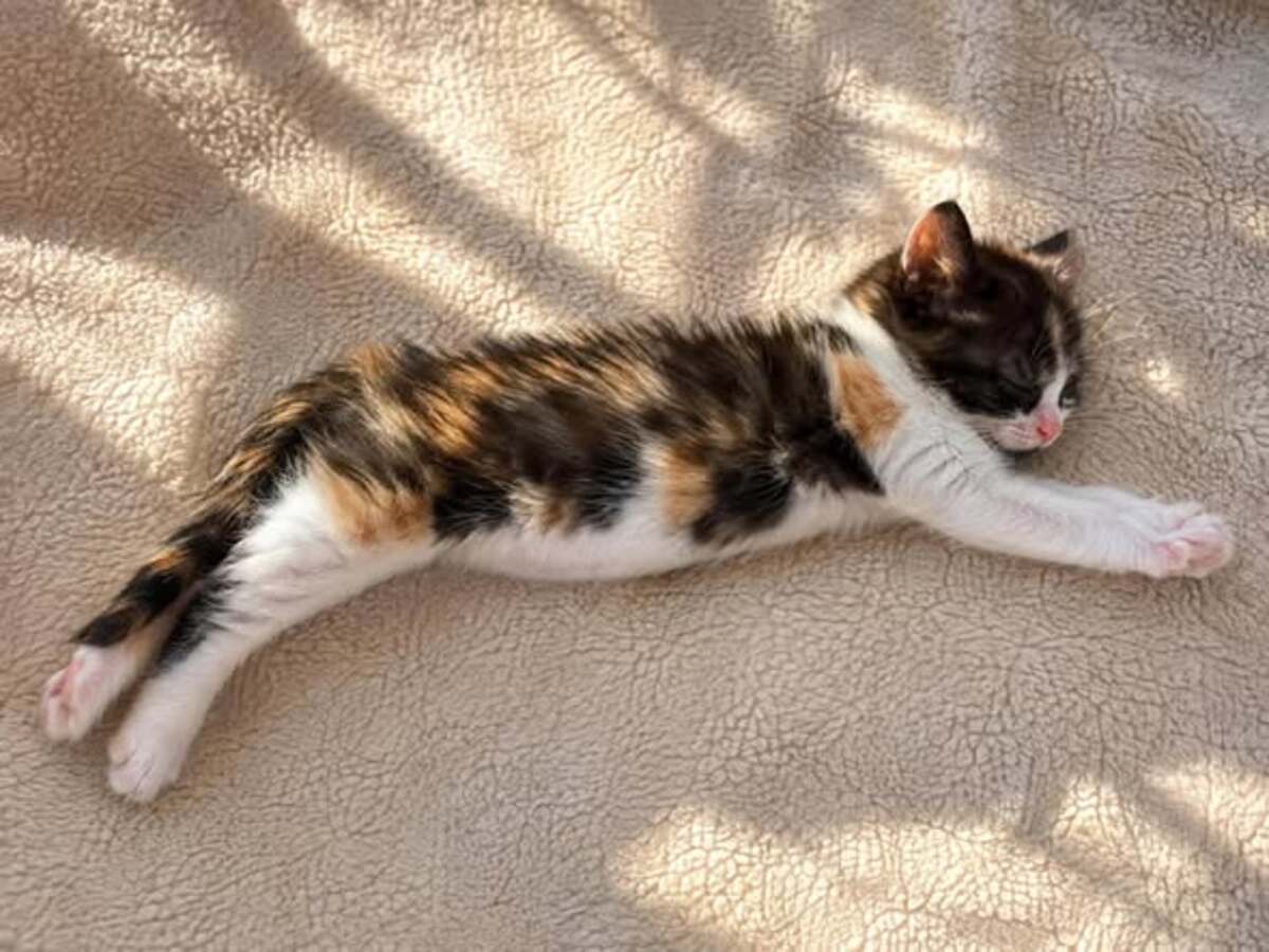 Adoption Praline