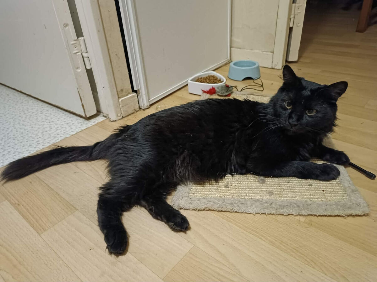 Adoption ONYX