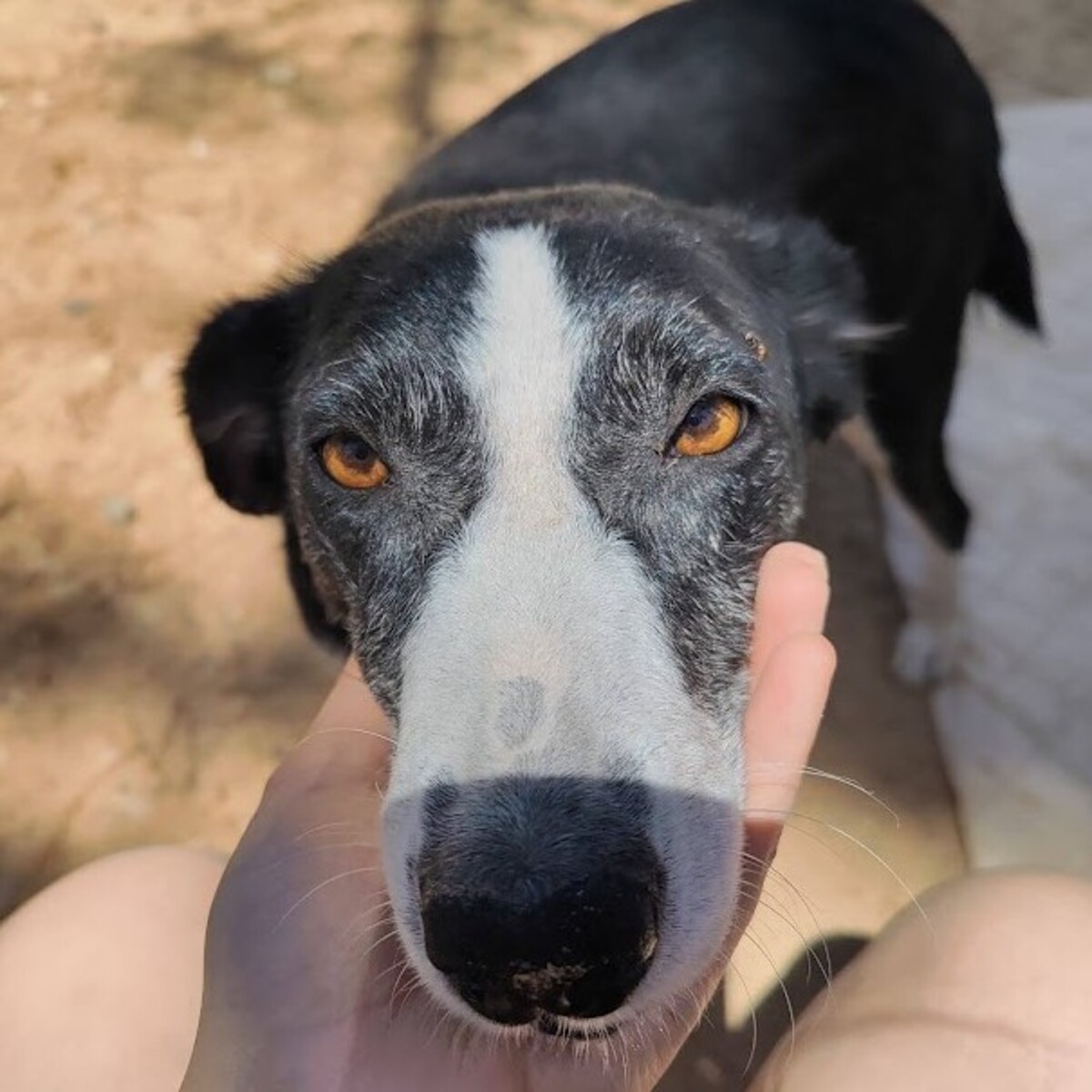Adoption Toni