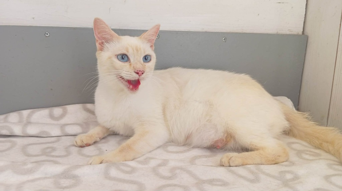 Adoption GALAXIE