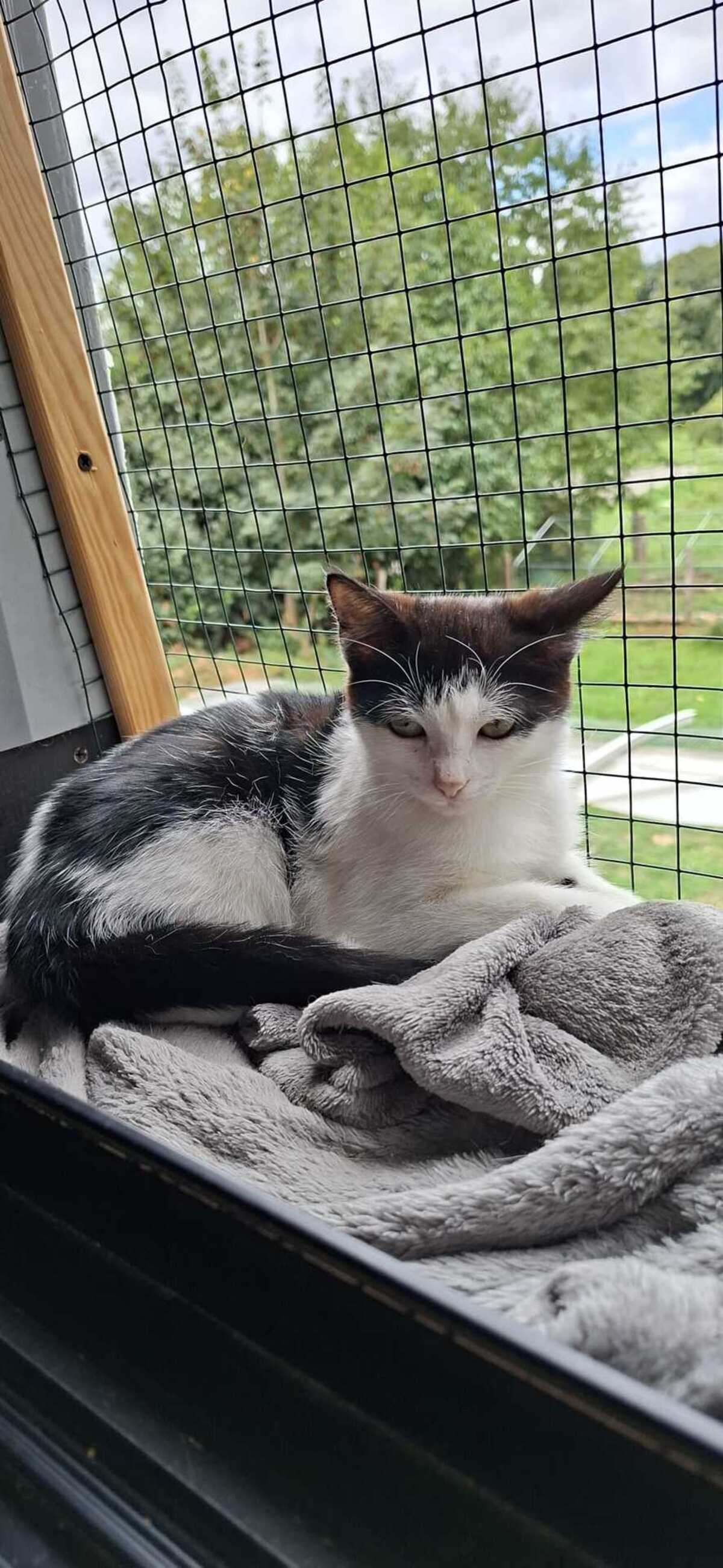 Adoption Bergamote et Brigitte 