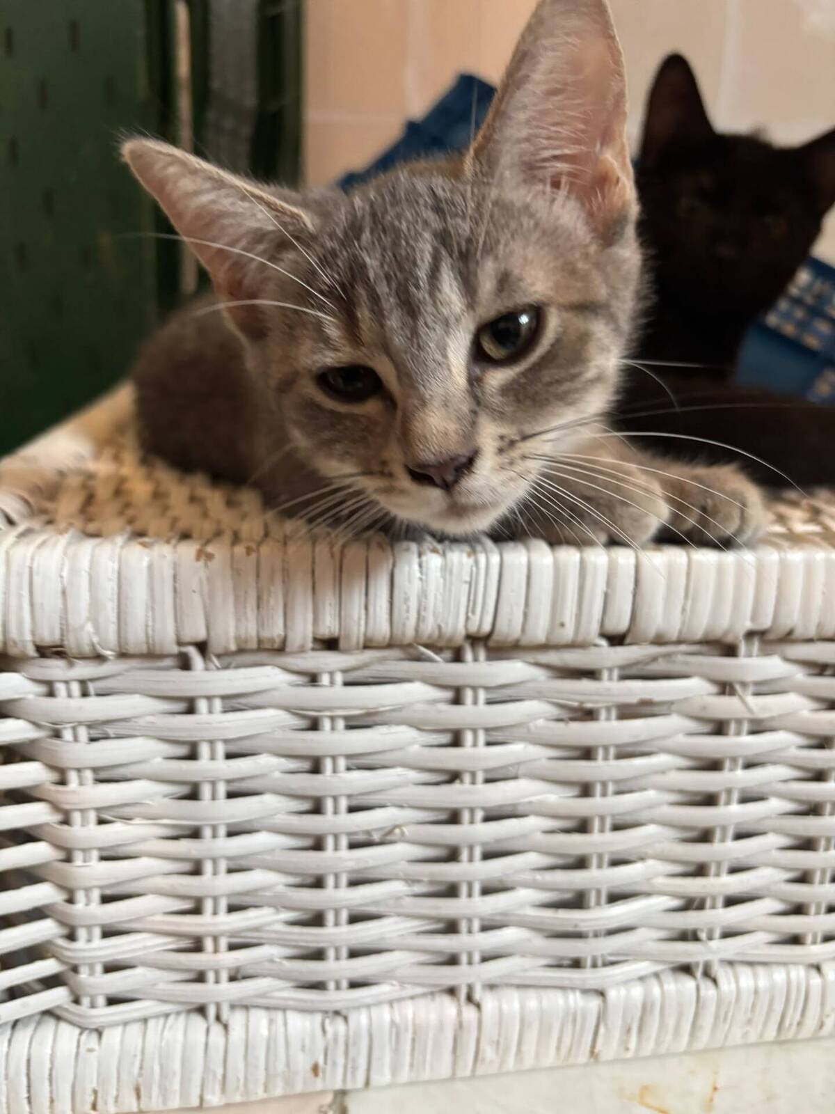 Adoption Kimi
