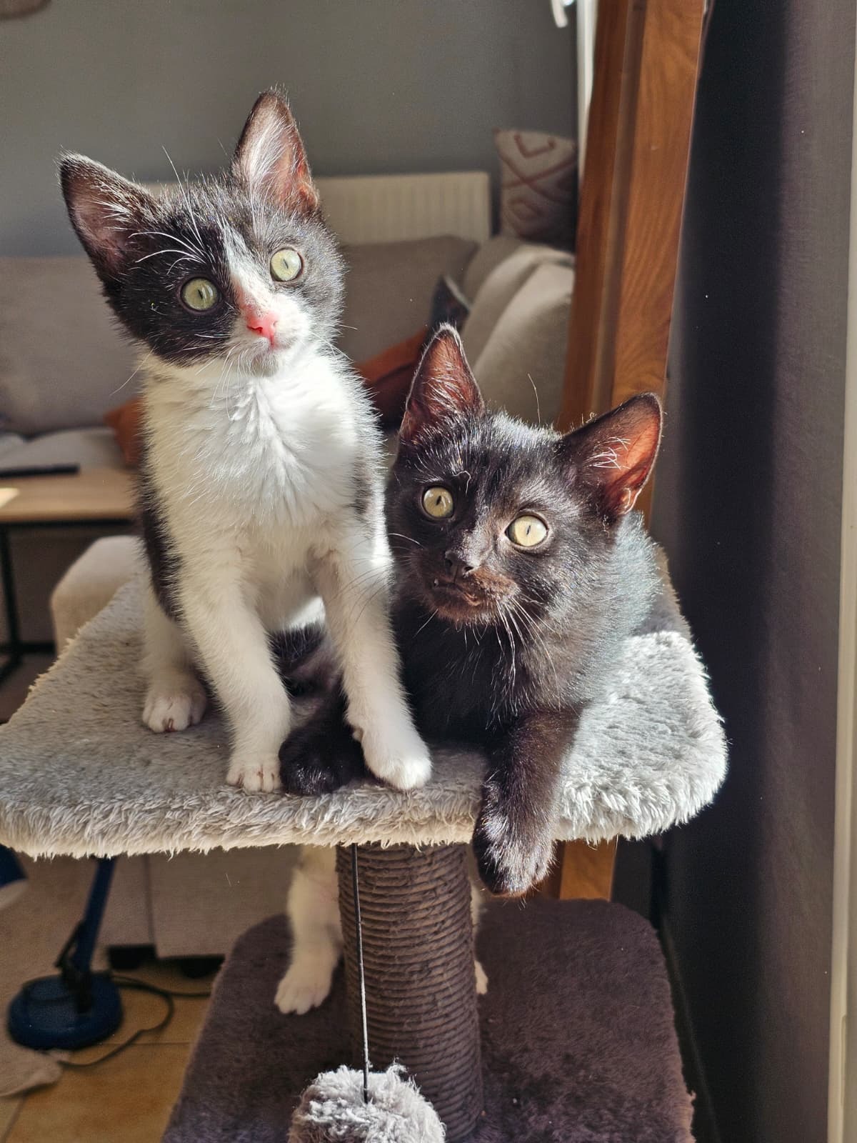 Adoption Alta