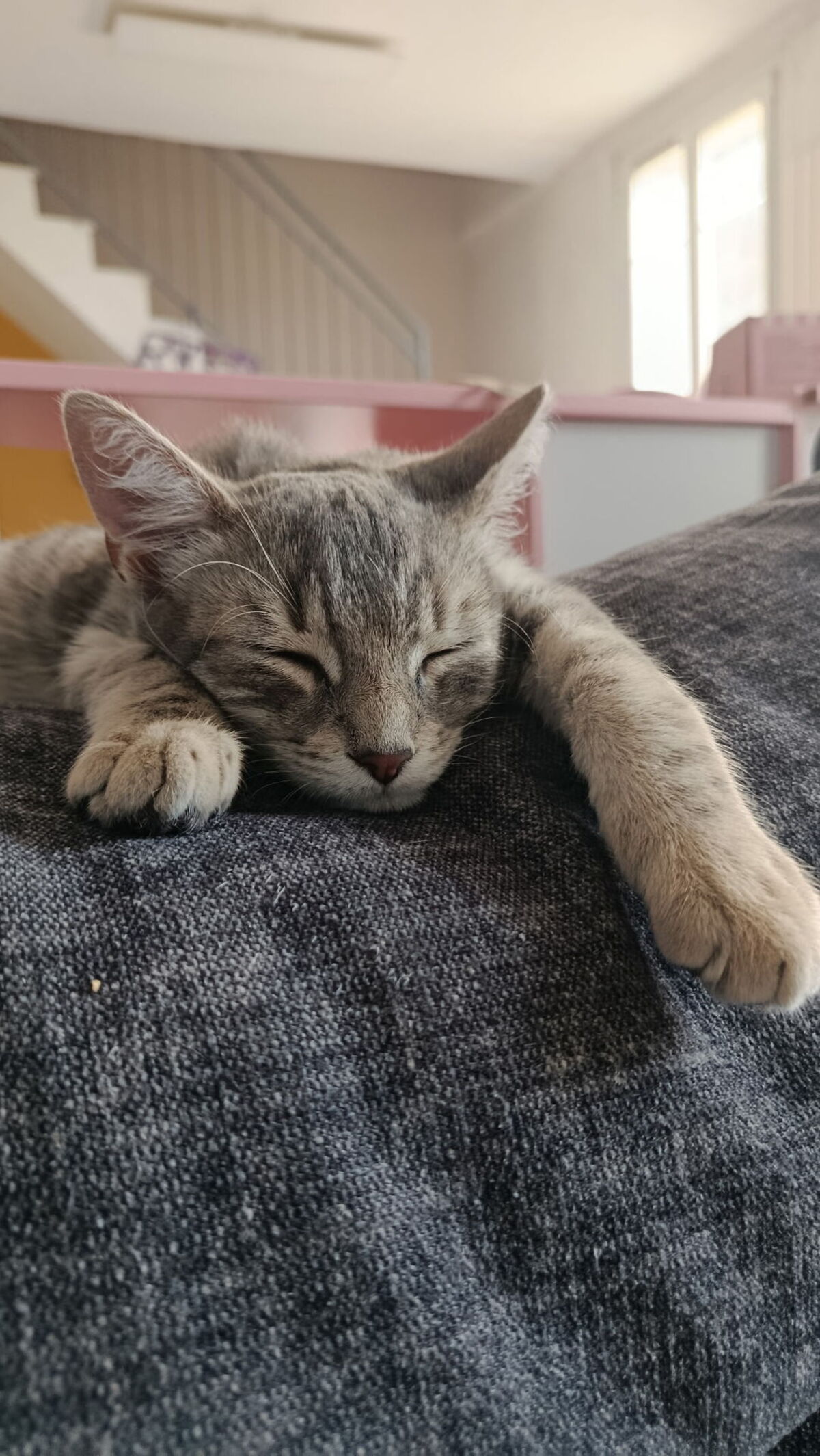 Adoption Pépite