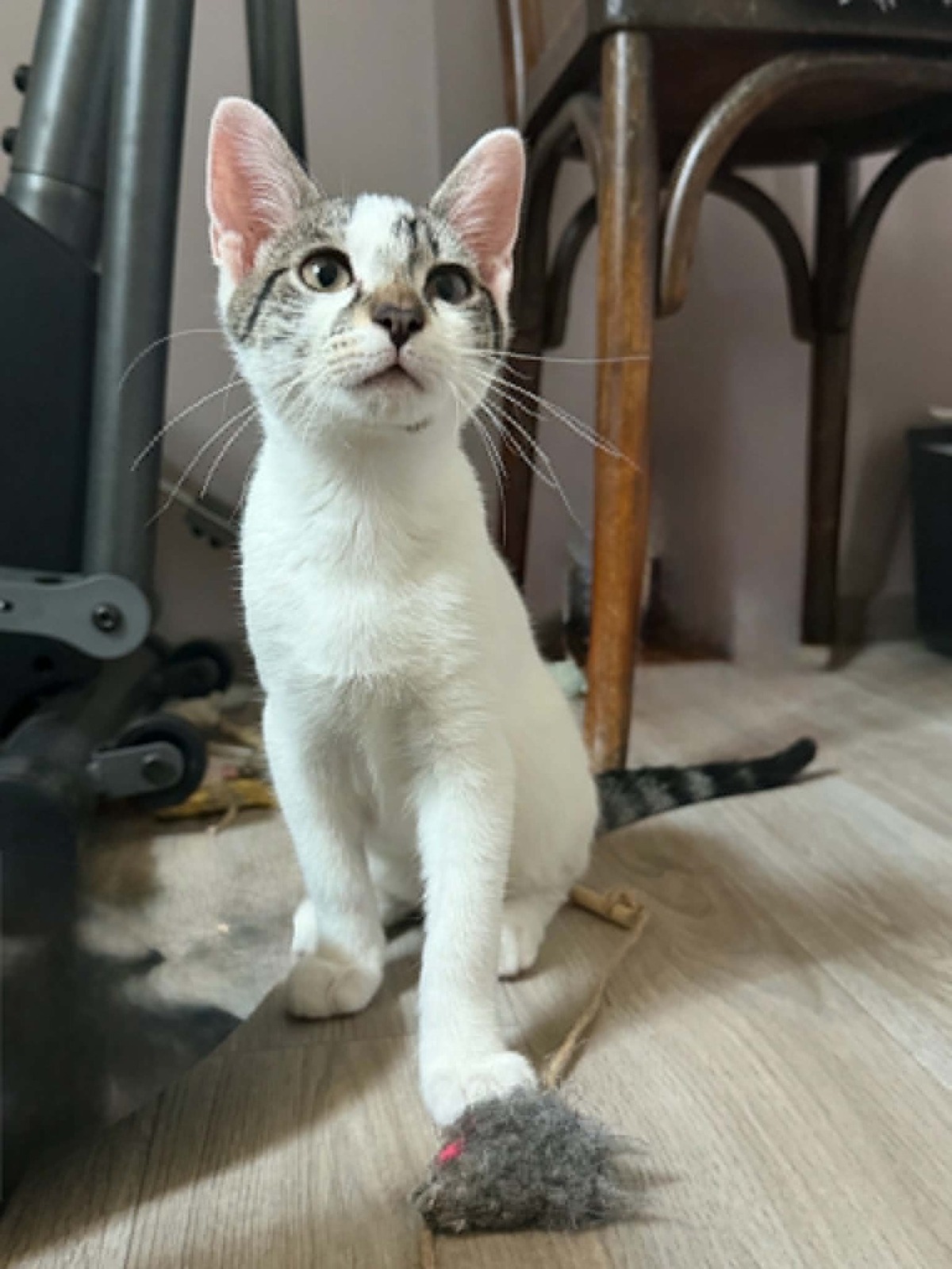 Adoption BAMBOU