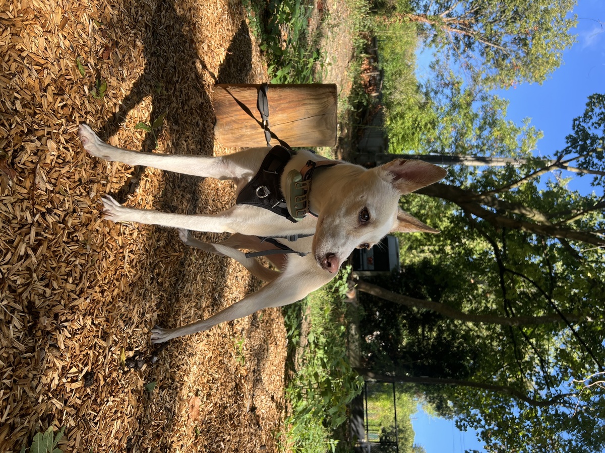 Adoption Lilou