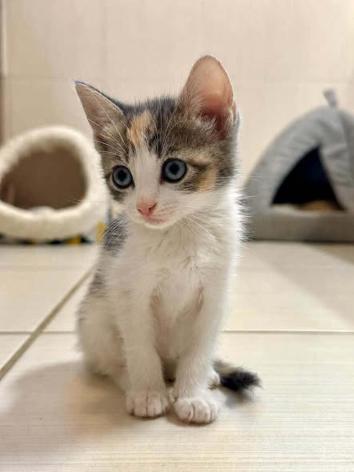 Adoption Poka