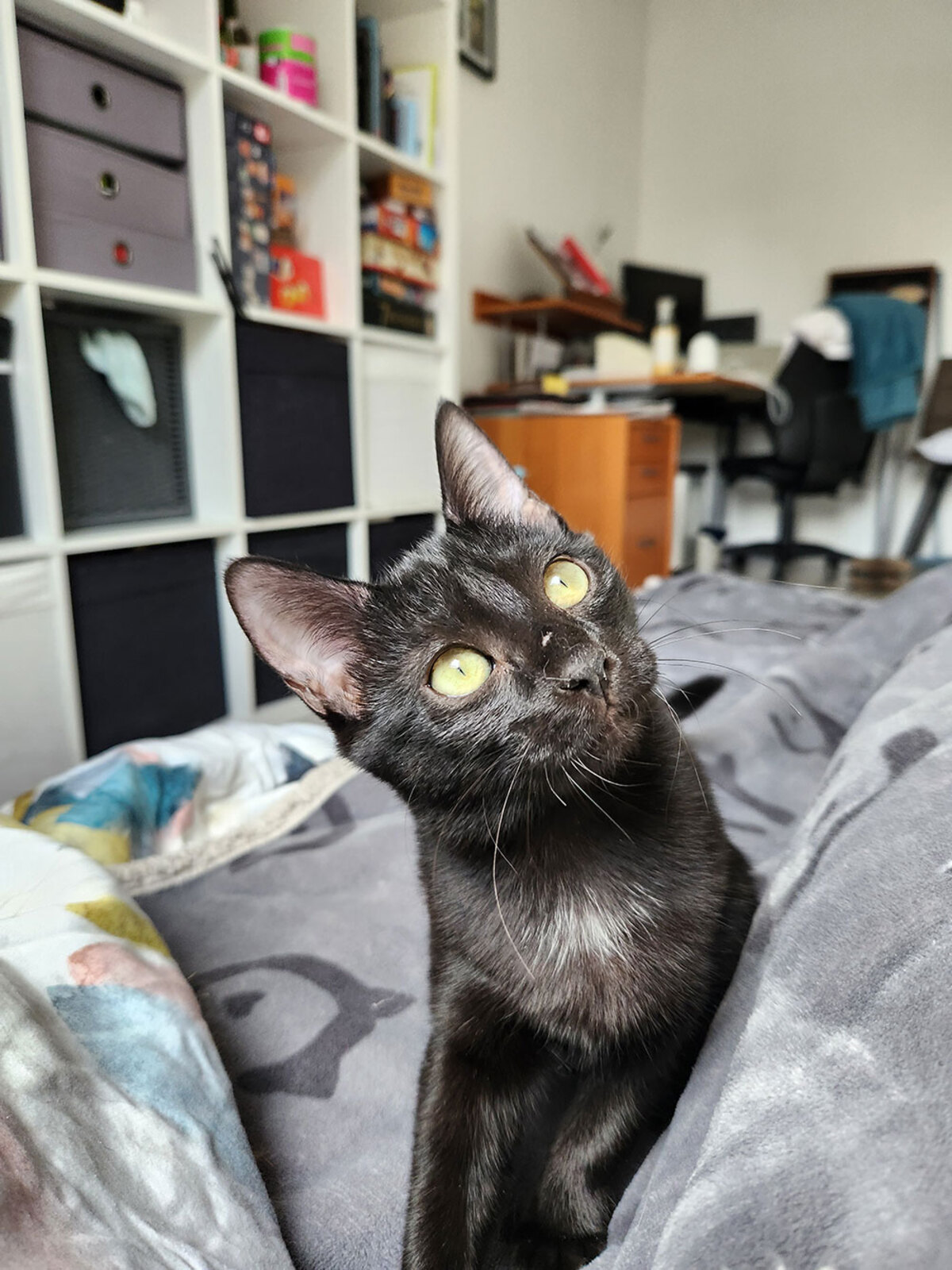 Adoption Joya