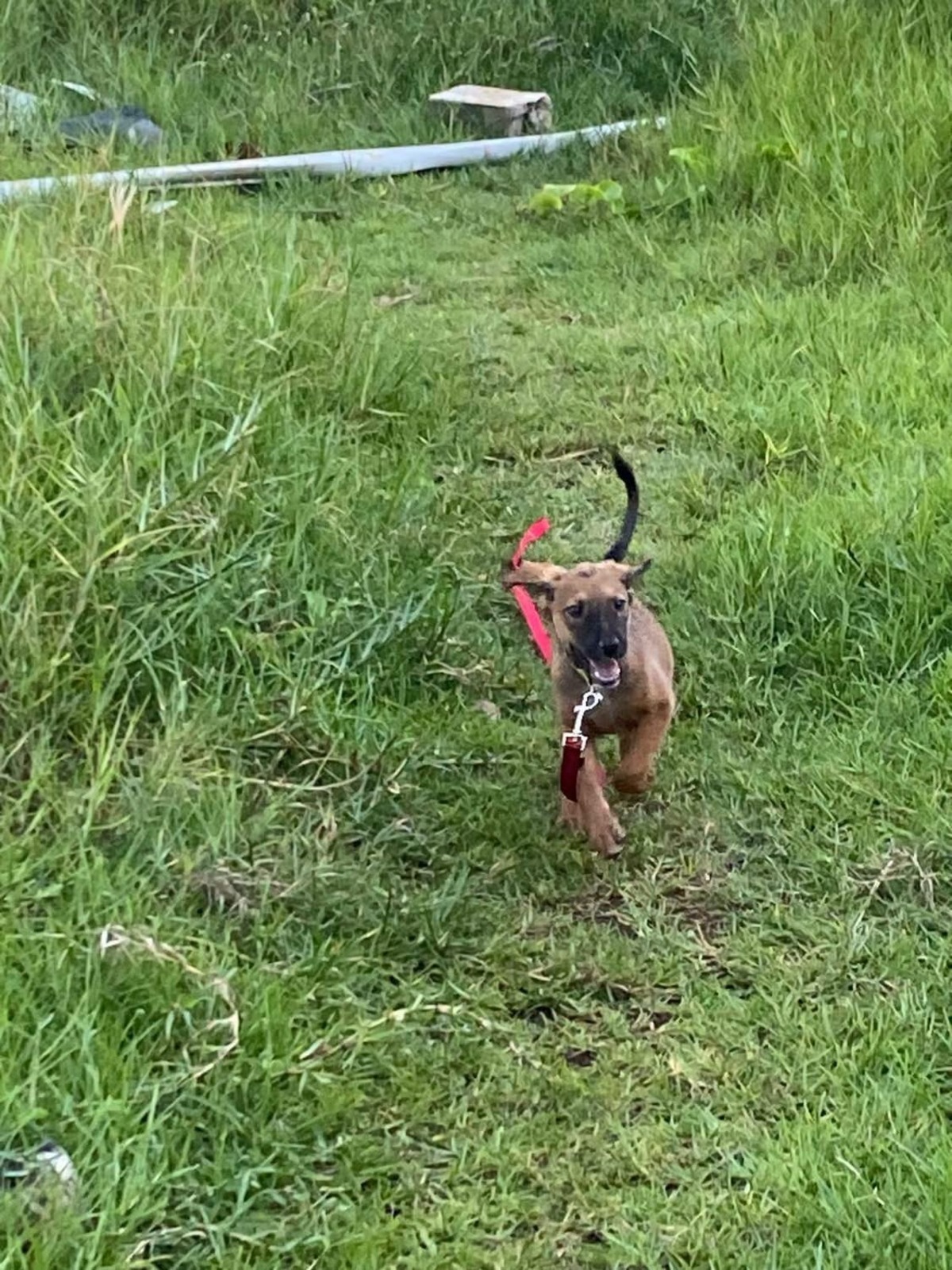 Adoption Zelda