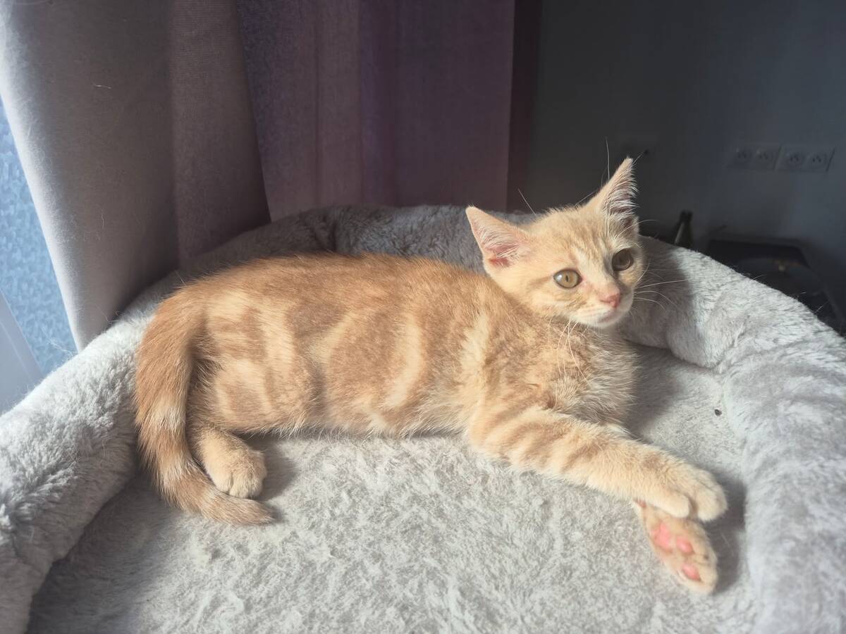 Adoption Biscotte