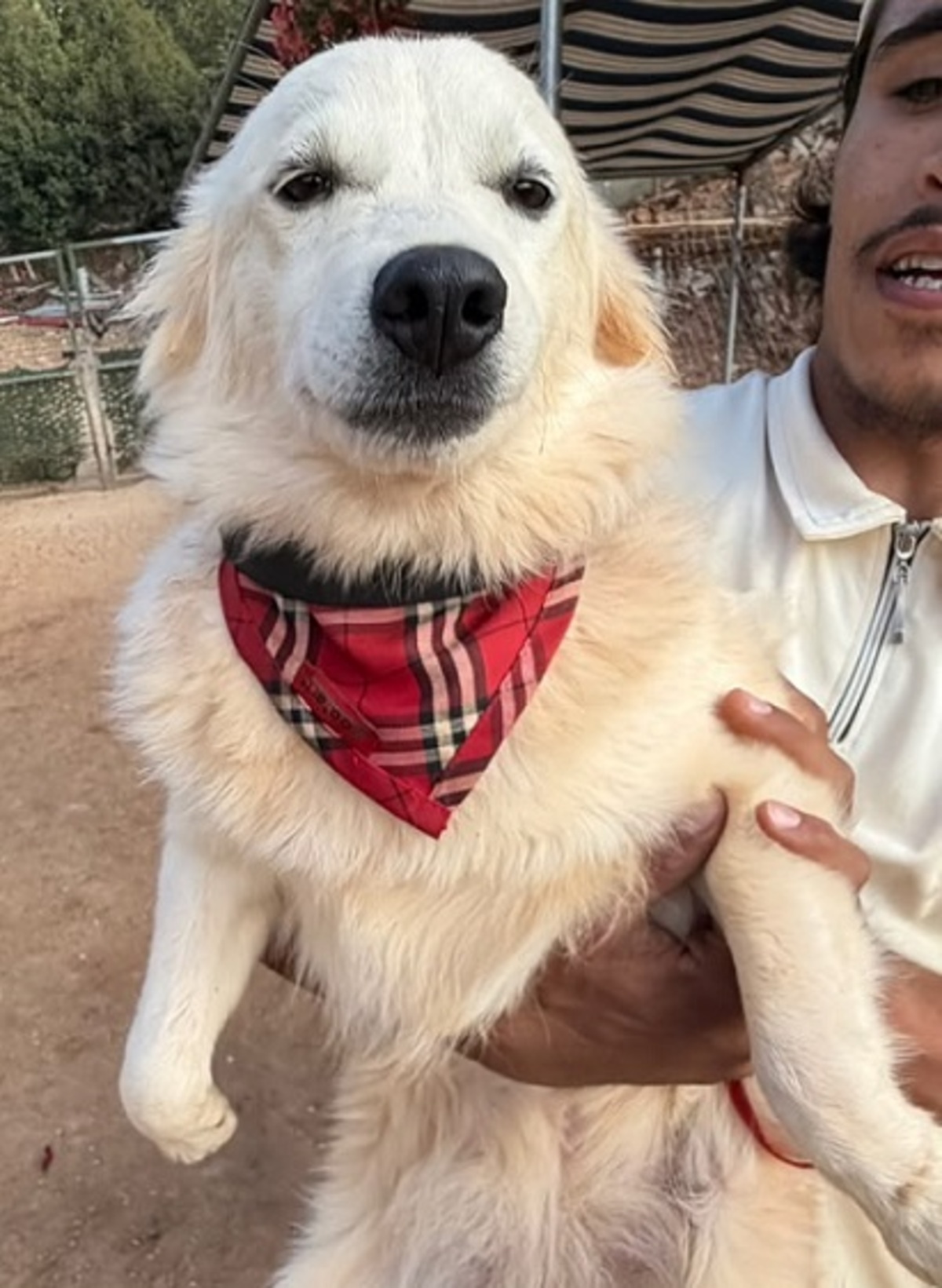 Adoption Bagel