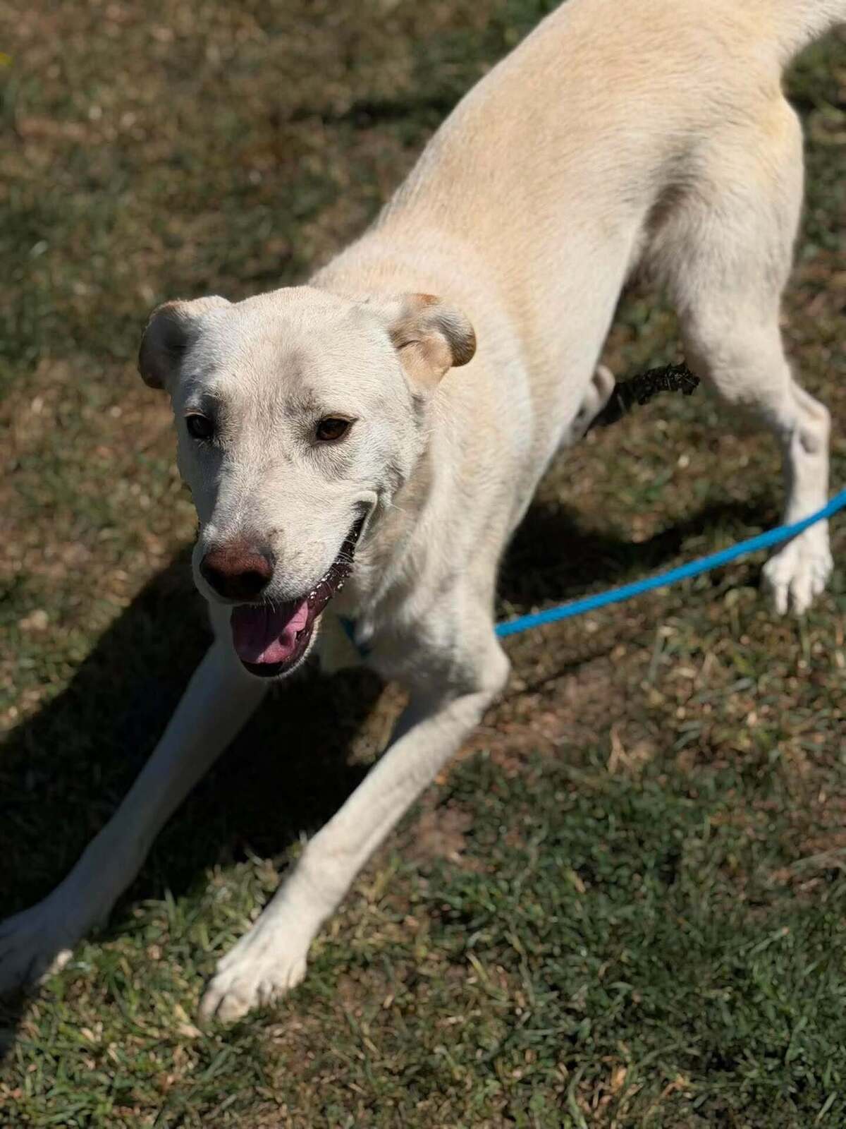 Adoption Solis