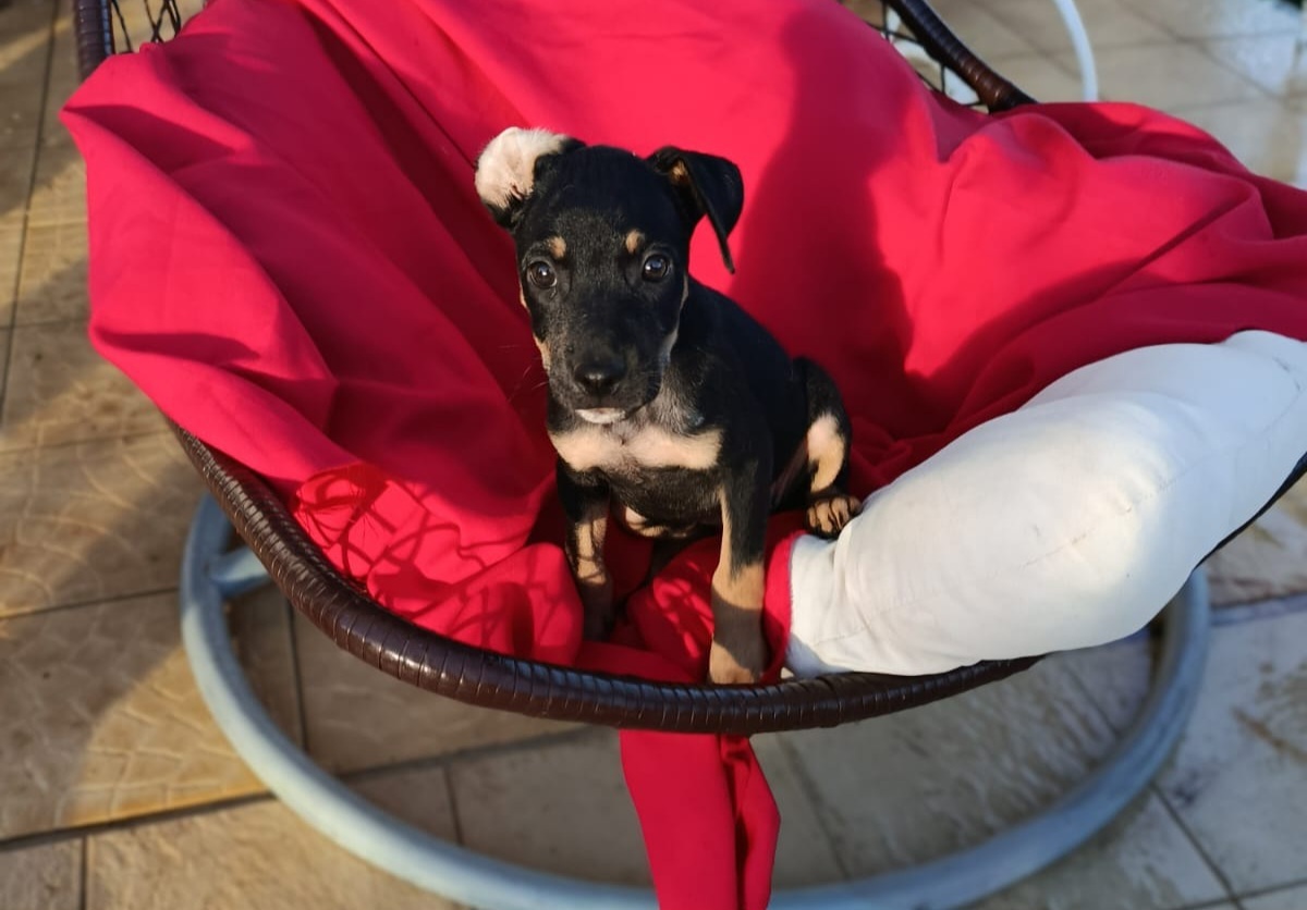 Adoption Edena