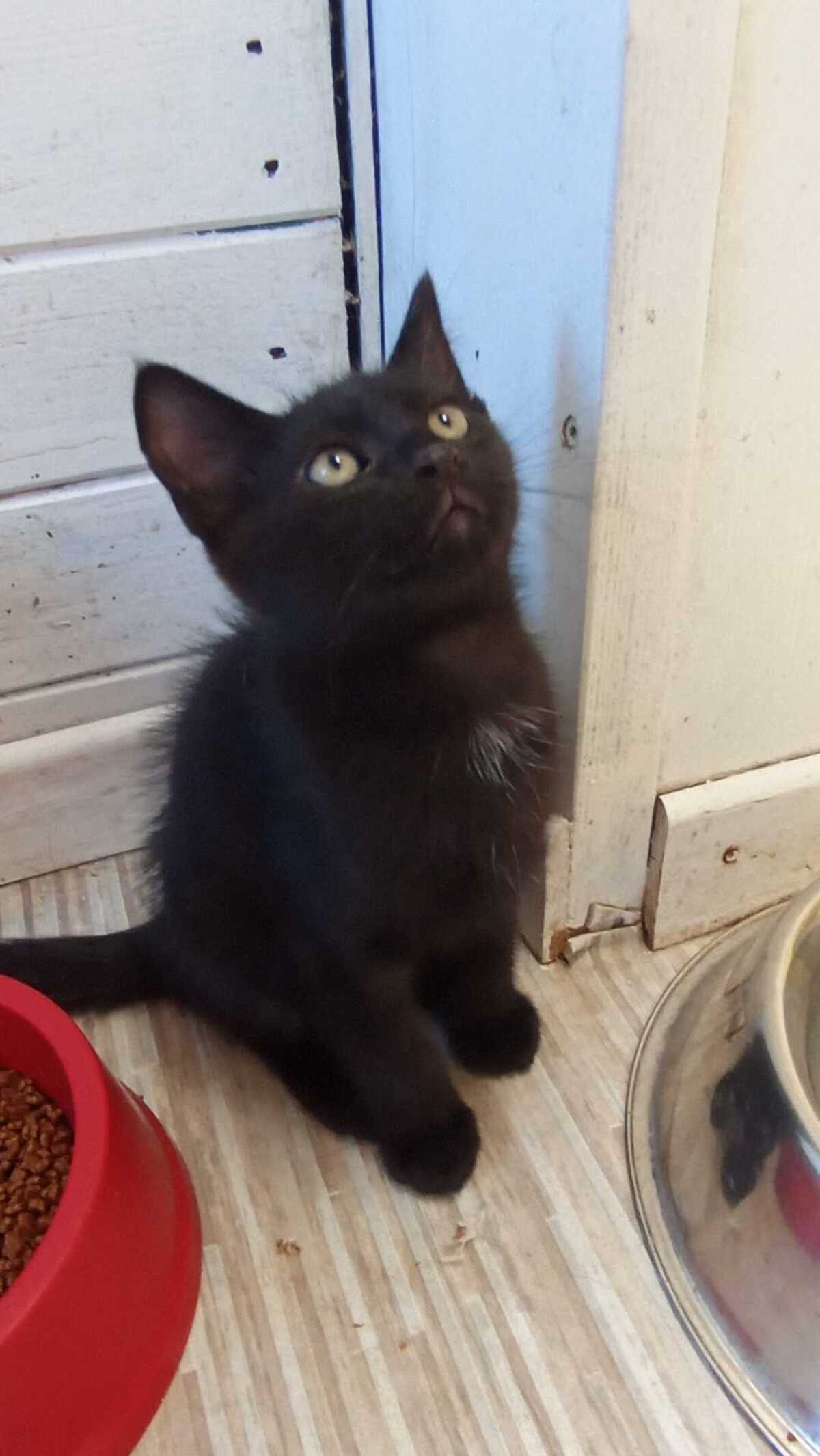 Adoption BALTHAZAR