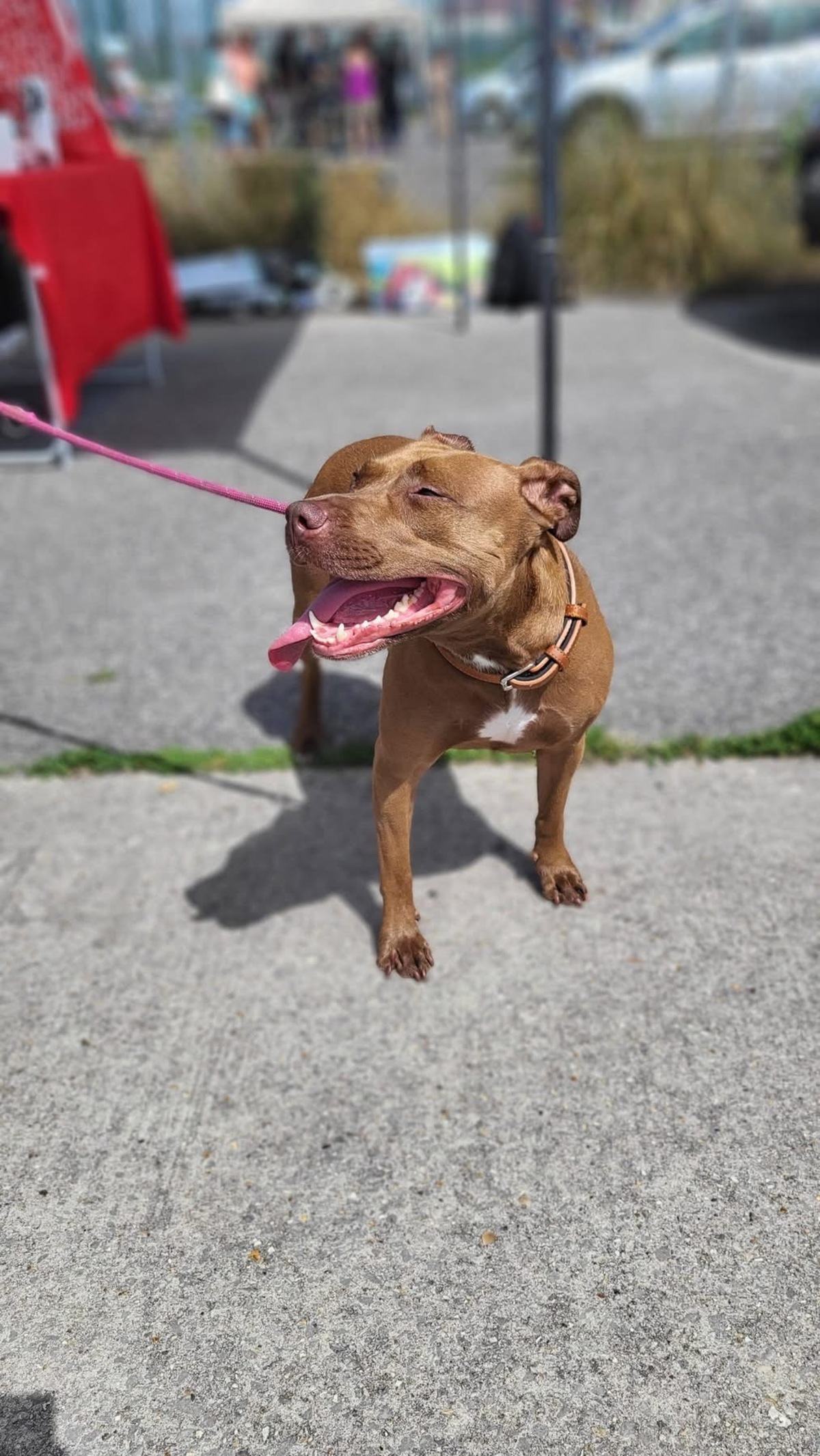 Adoption Brooklyn