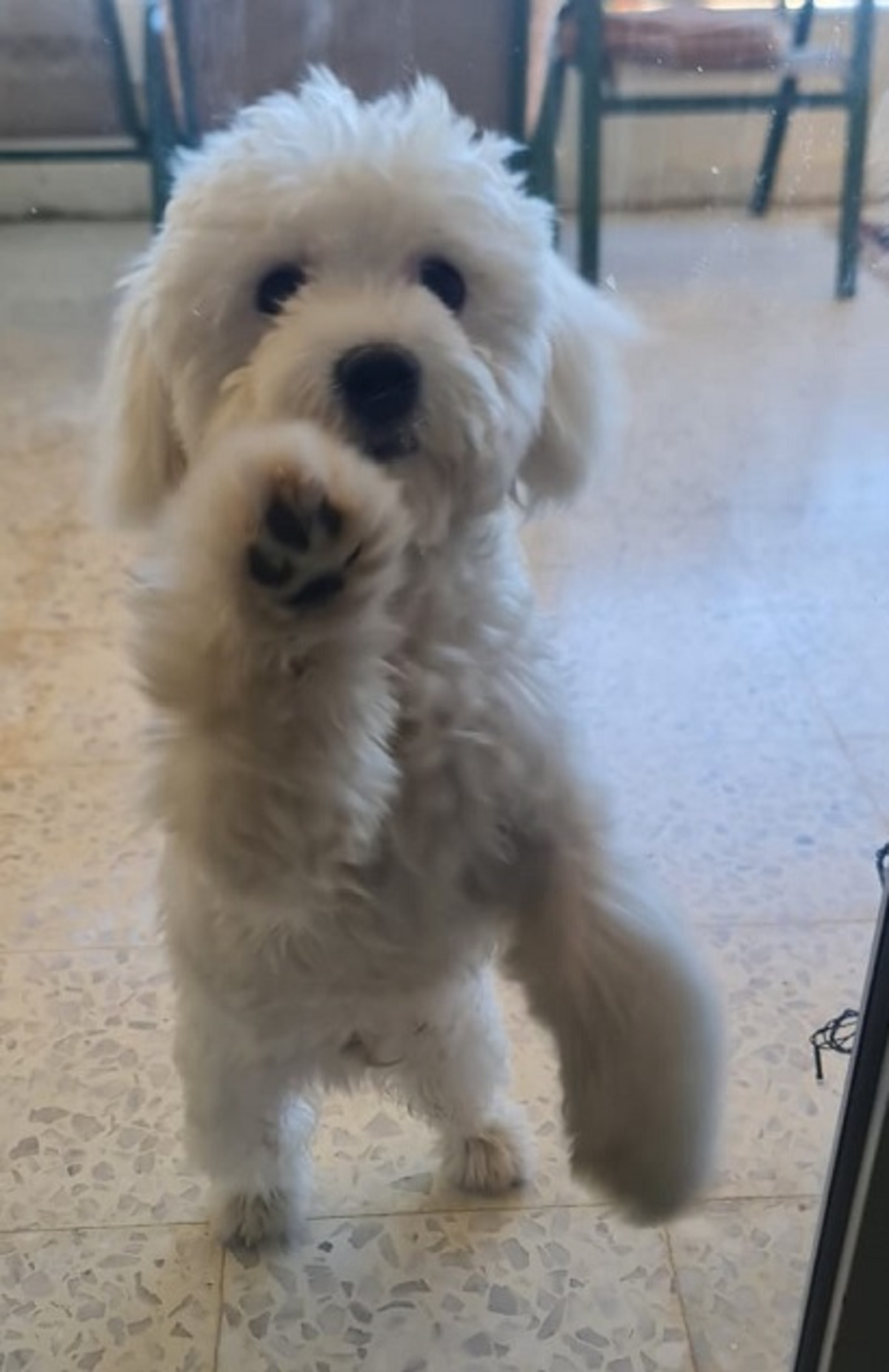 Adoption Léo
