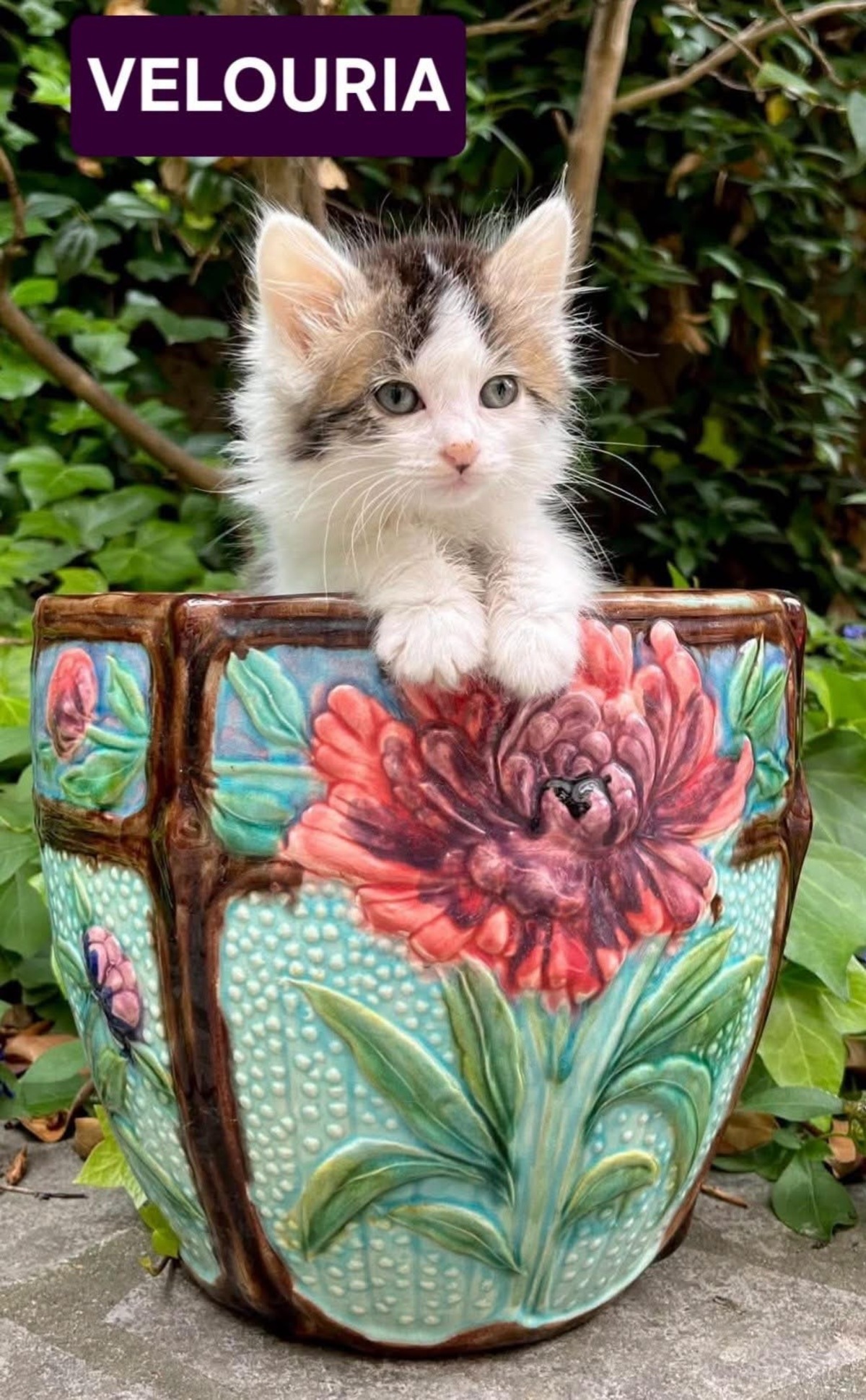 Adoption Velouria et Ficelle Duo 