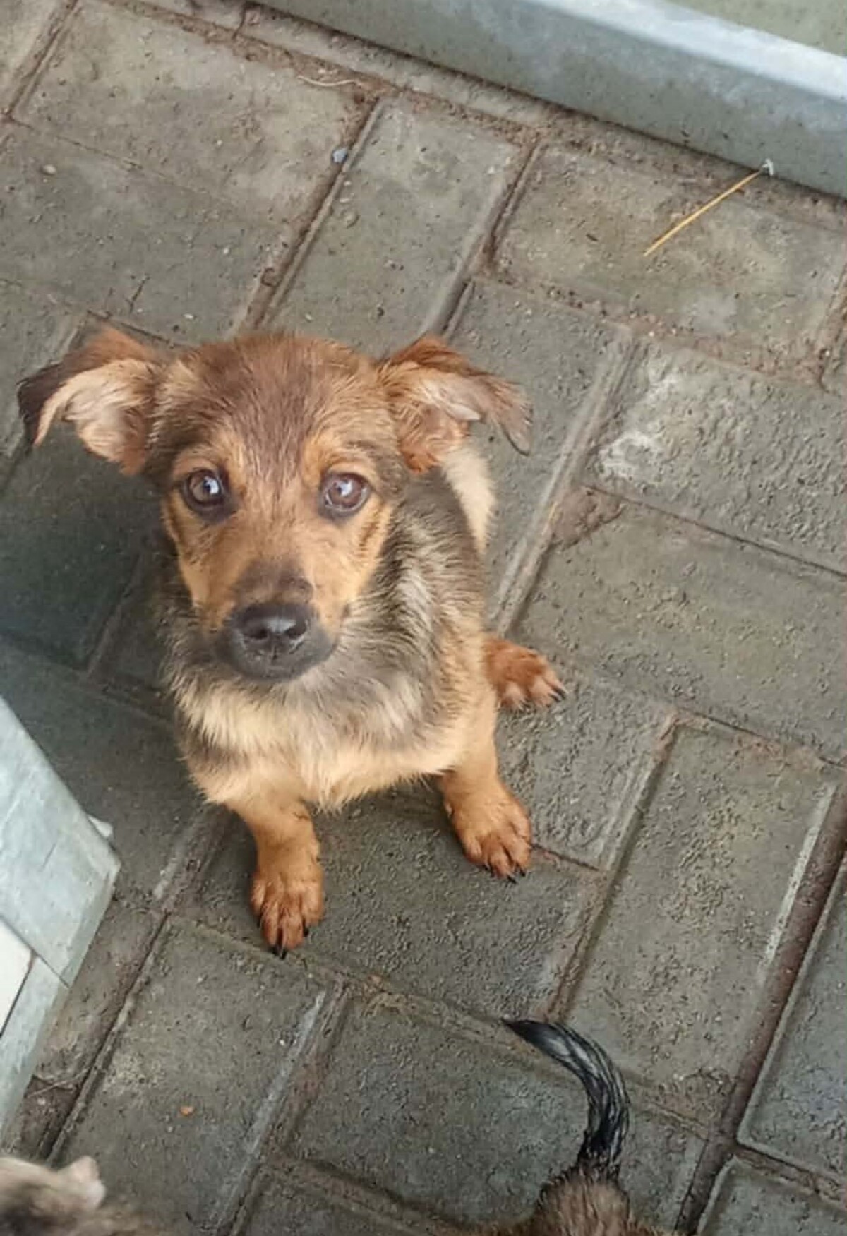 Adoption Babou