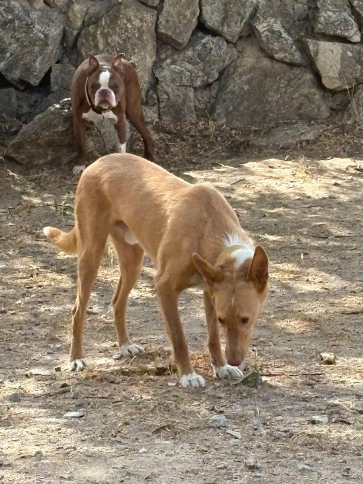 Adoption BERTO