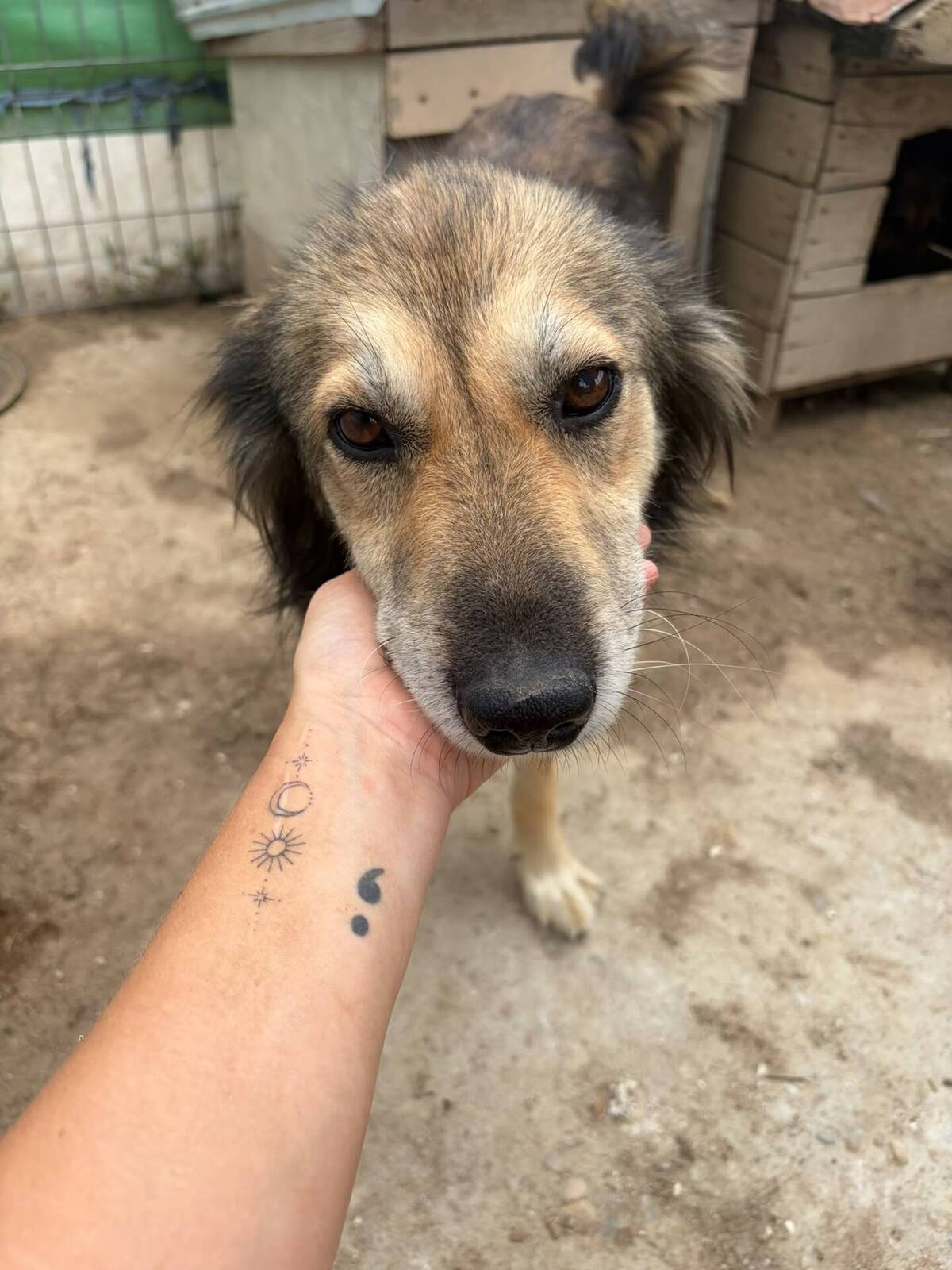 Adoption Freddie