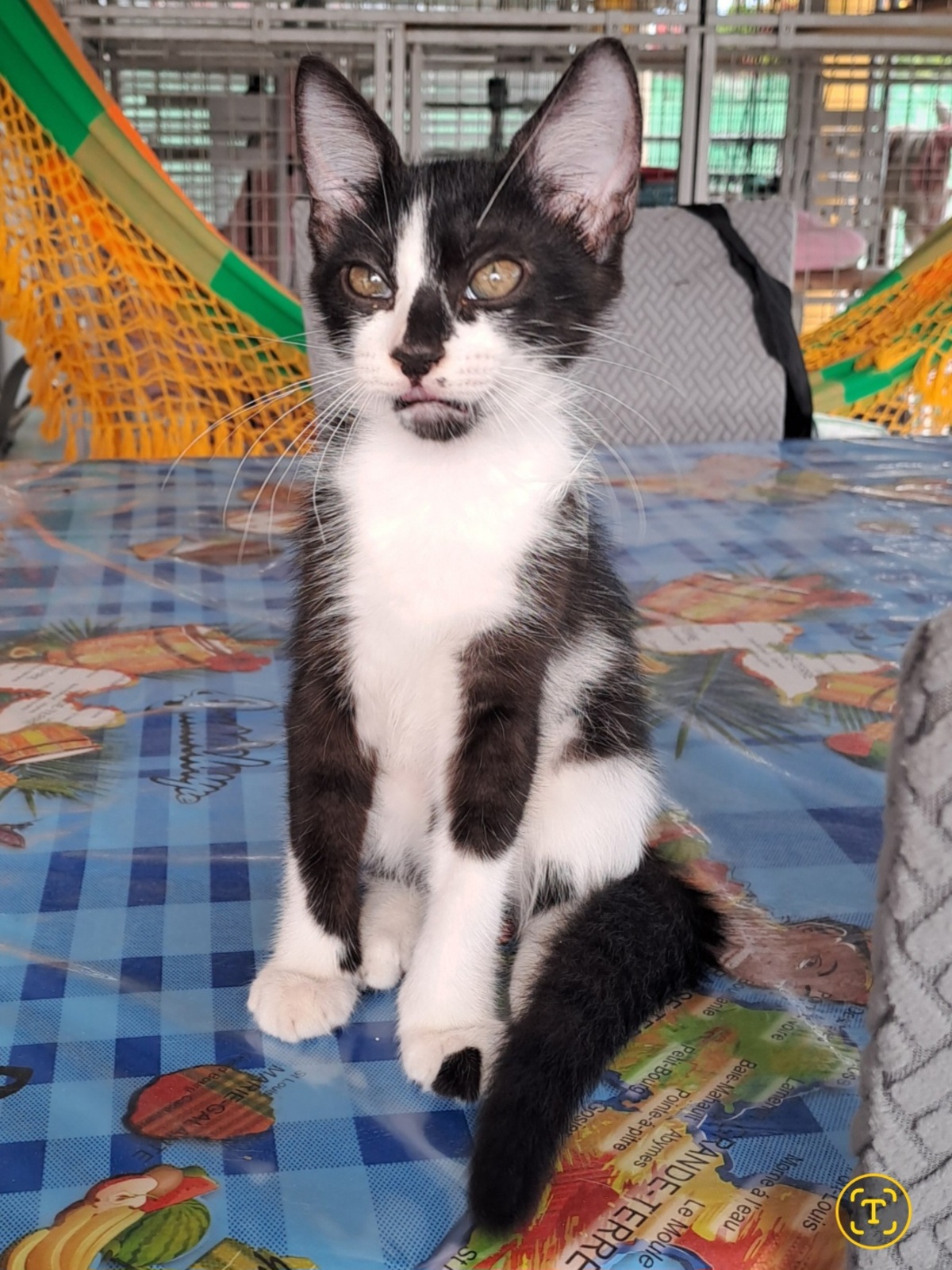 Adoption Bianca